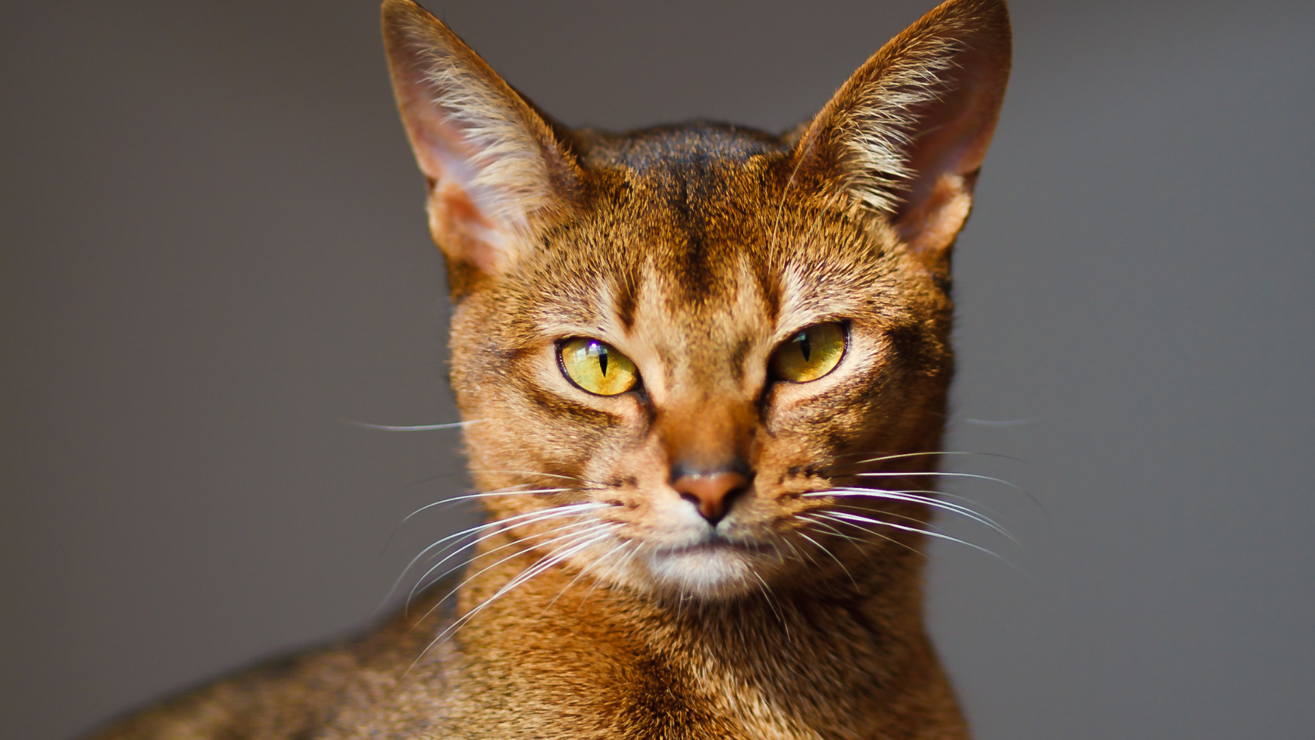 Gatto Abissino: Eleganza e Vivacità in un Solo Sguardo