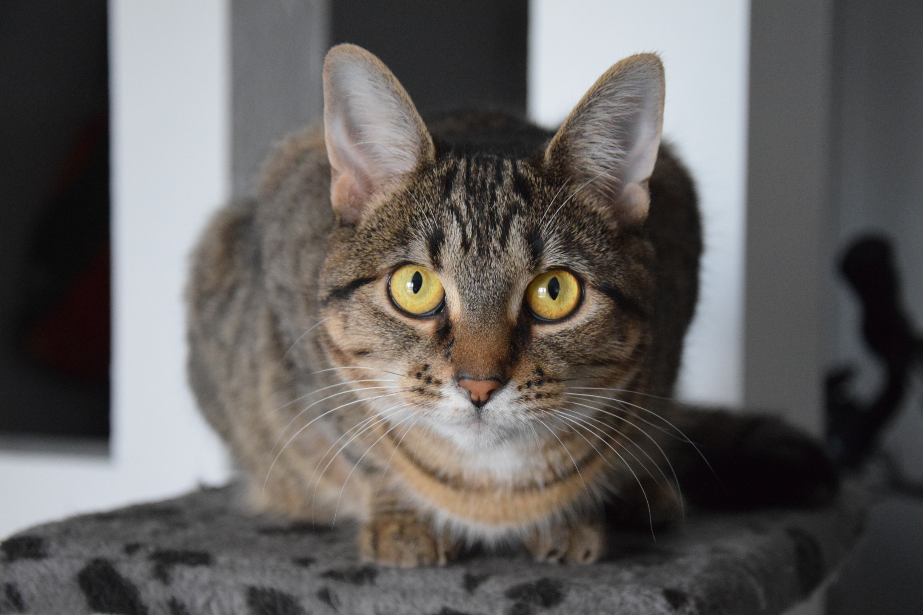 Il Gatto Può Mangiare l'Anguria? Tutto Quello Che Devi Sapere 