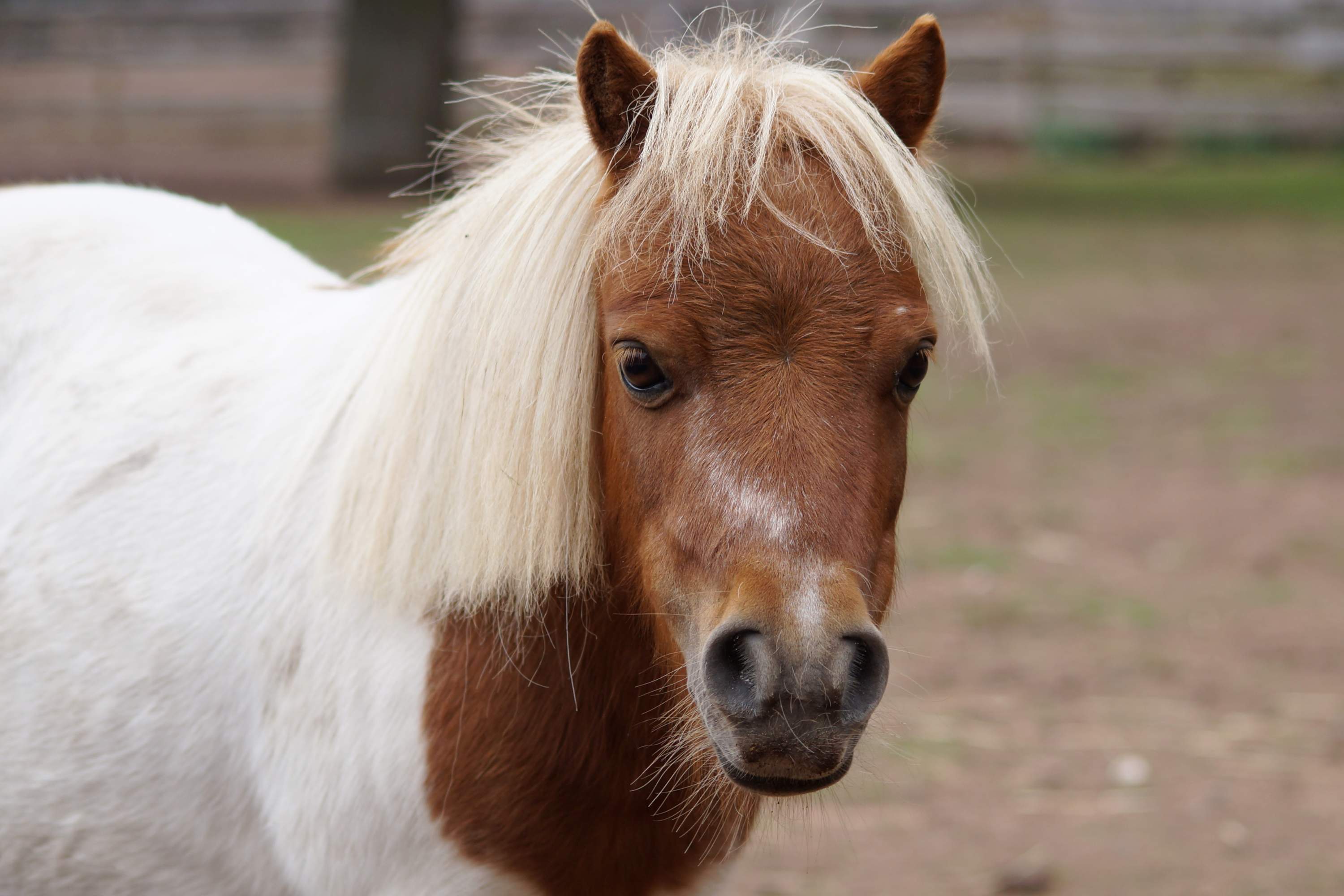 Il Pony Shetland: Piccolo, Forte e Versatile
