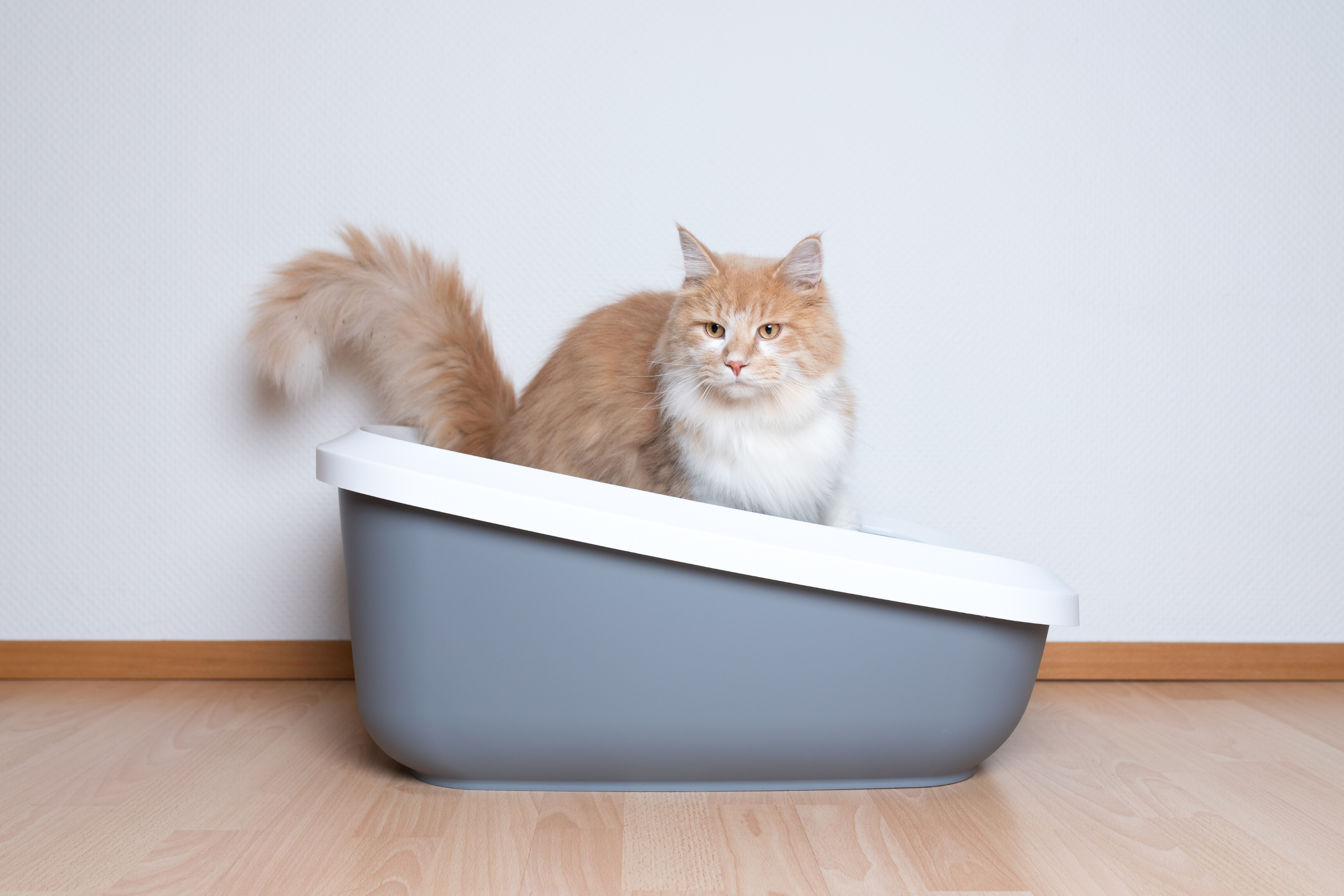 Il Posto Ideale per Posizionare la Lettiera: Guida Completa per il Benessere del Tuo Gatto