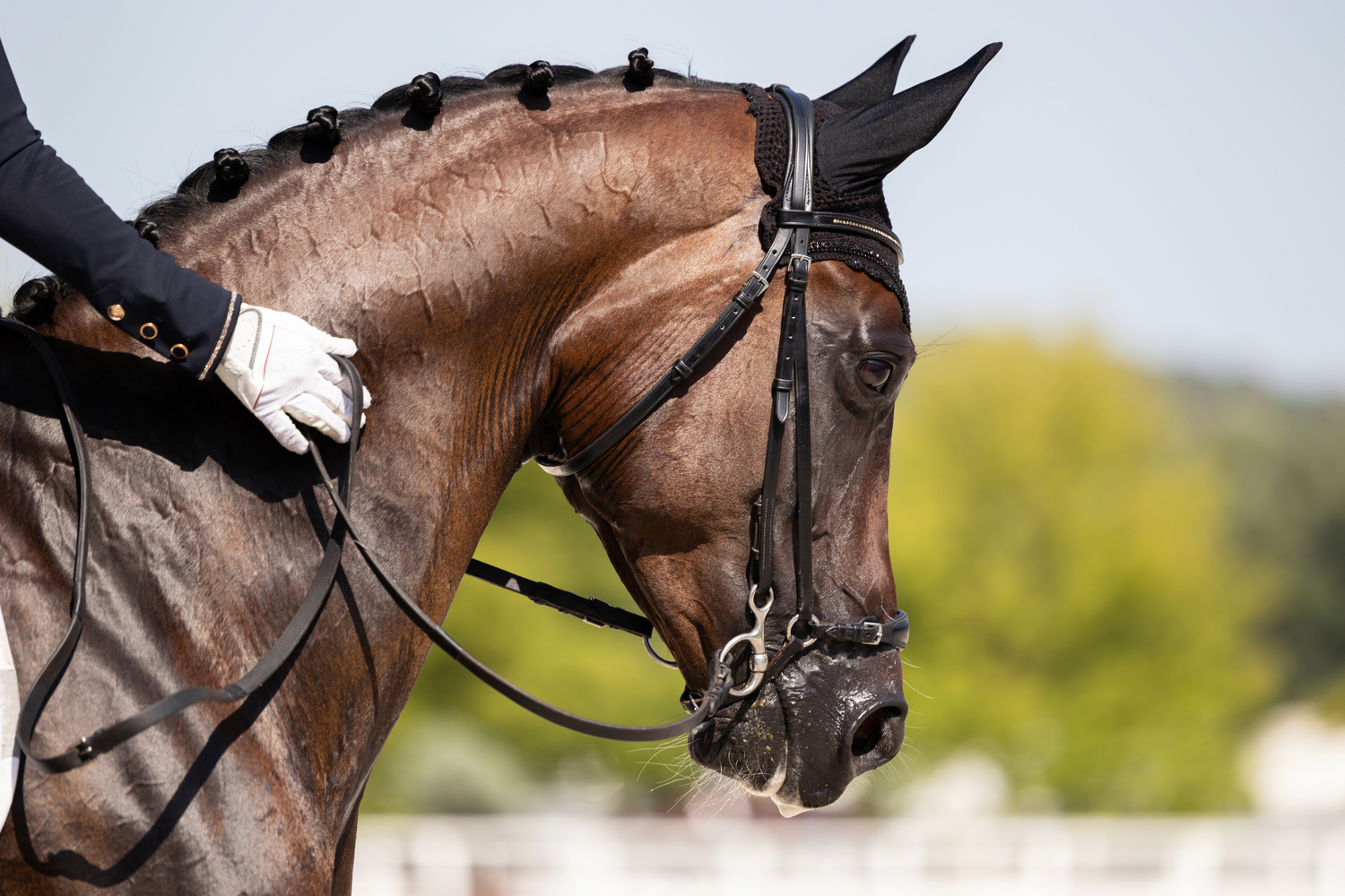 Il Ruolo della Proteina nella Dieta del Cavallo