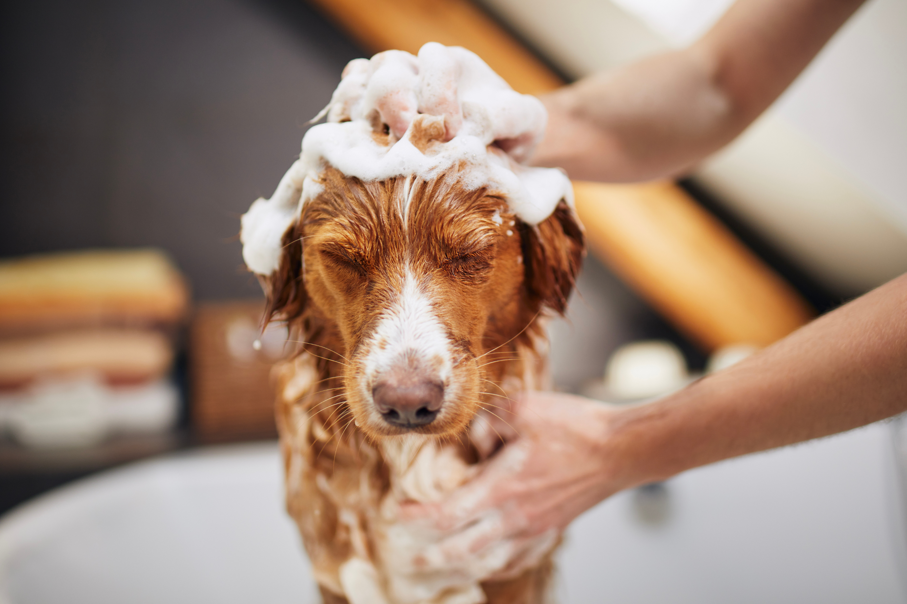 Il Segreto per un Mantello Perfetto: Guida alla Cura dei Cani a Pelo Lungo