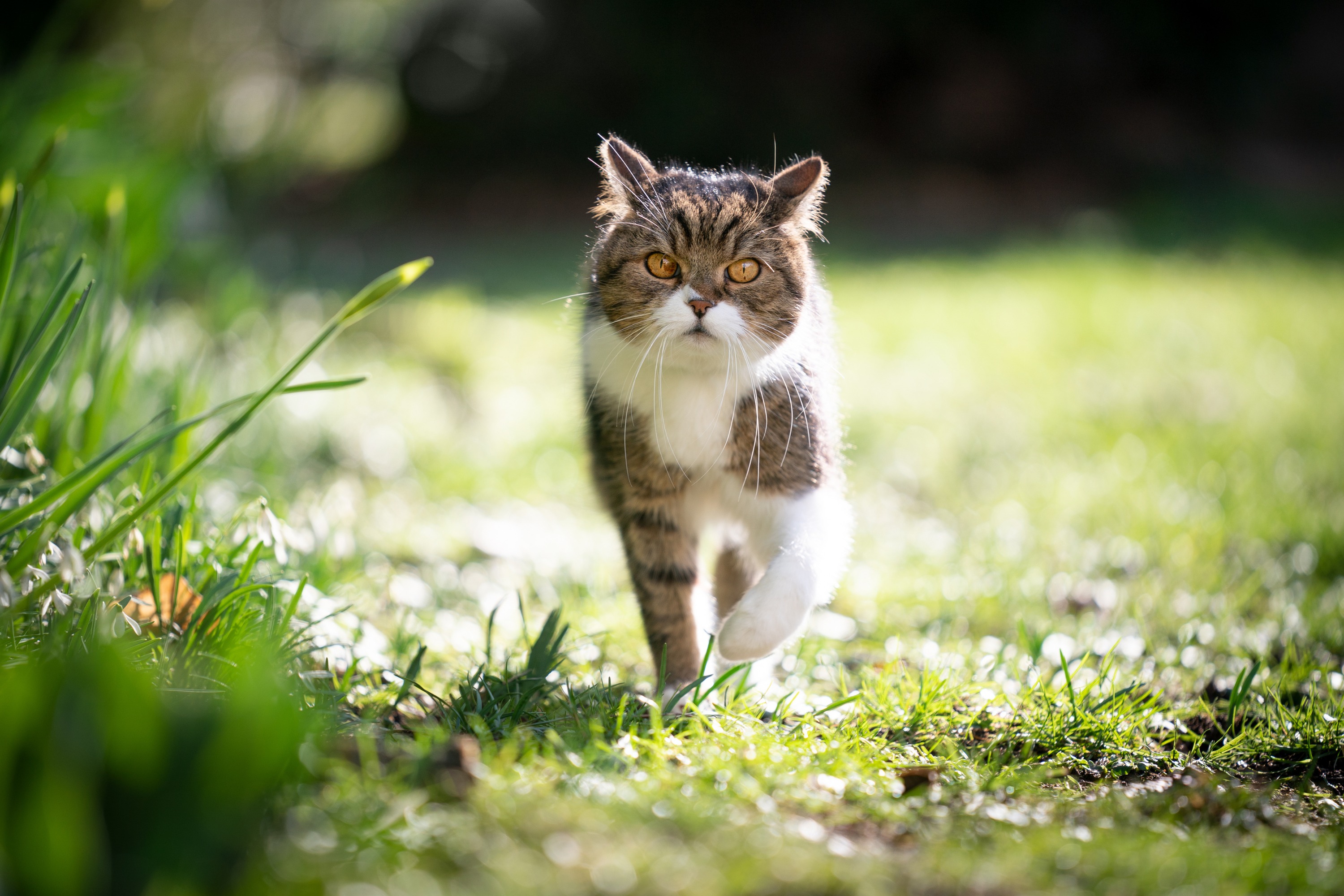 Il cambiamento di stagione influenza il comportamento del gatto