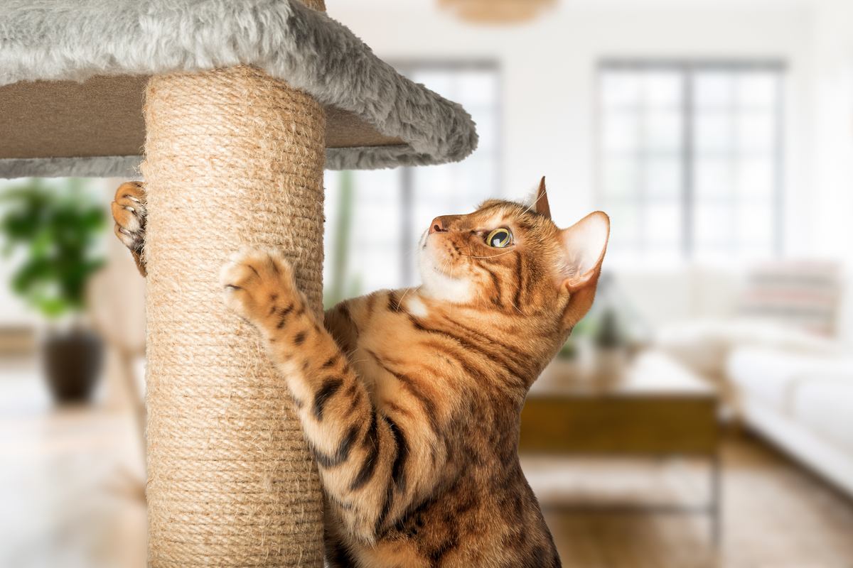 Il tuo gatto si annoia? I 5 giochi fondamentali per gatti felici e in forma
