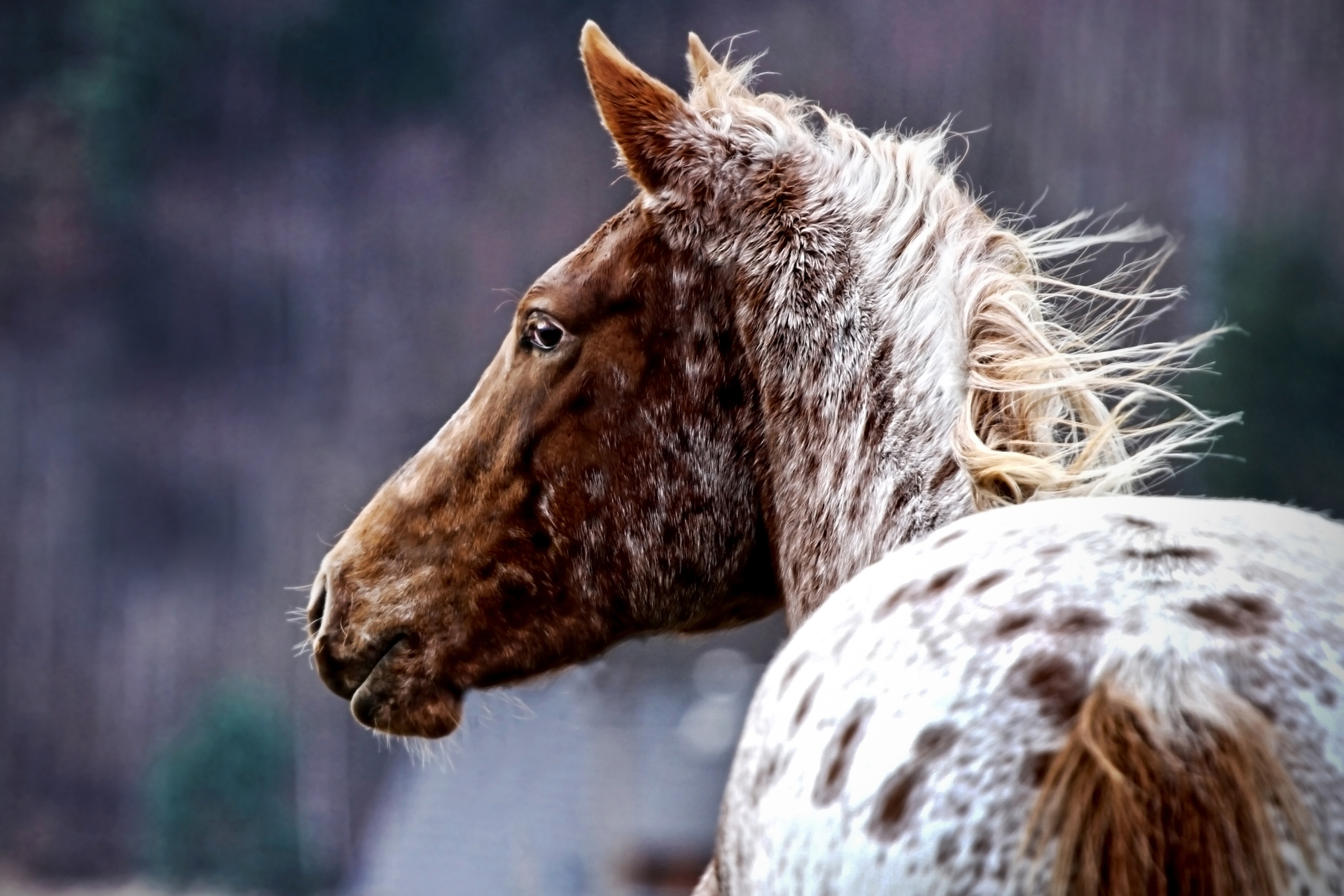 Cavallo Appaloosa: Una Razza Equina dal Fascino Unico