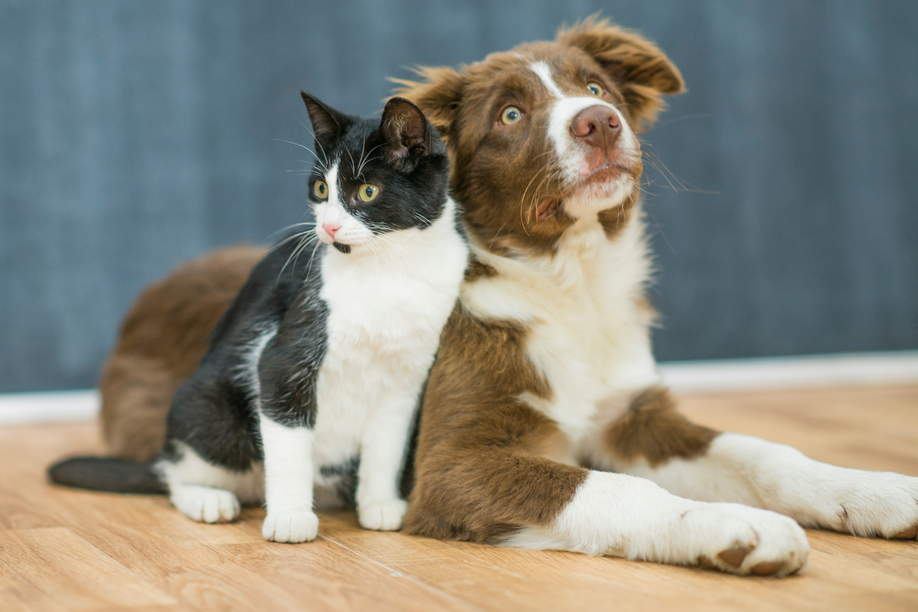 L'Importanza di Proteggere i Polpastrelli di Cani e Gatti
