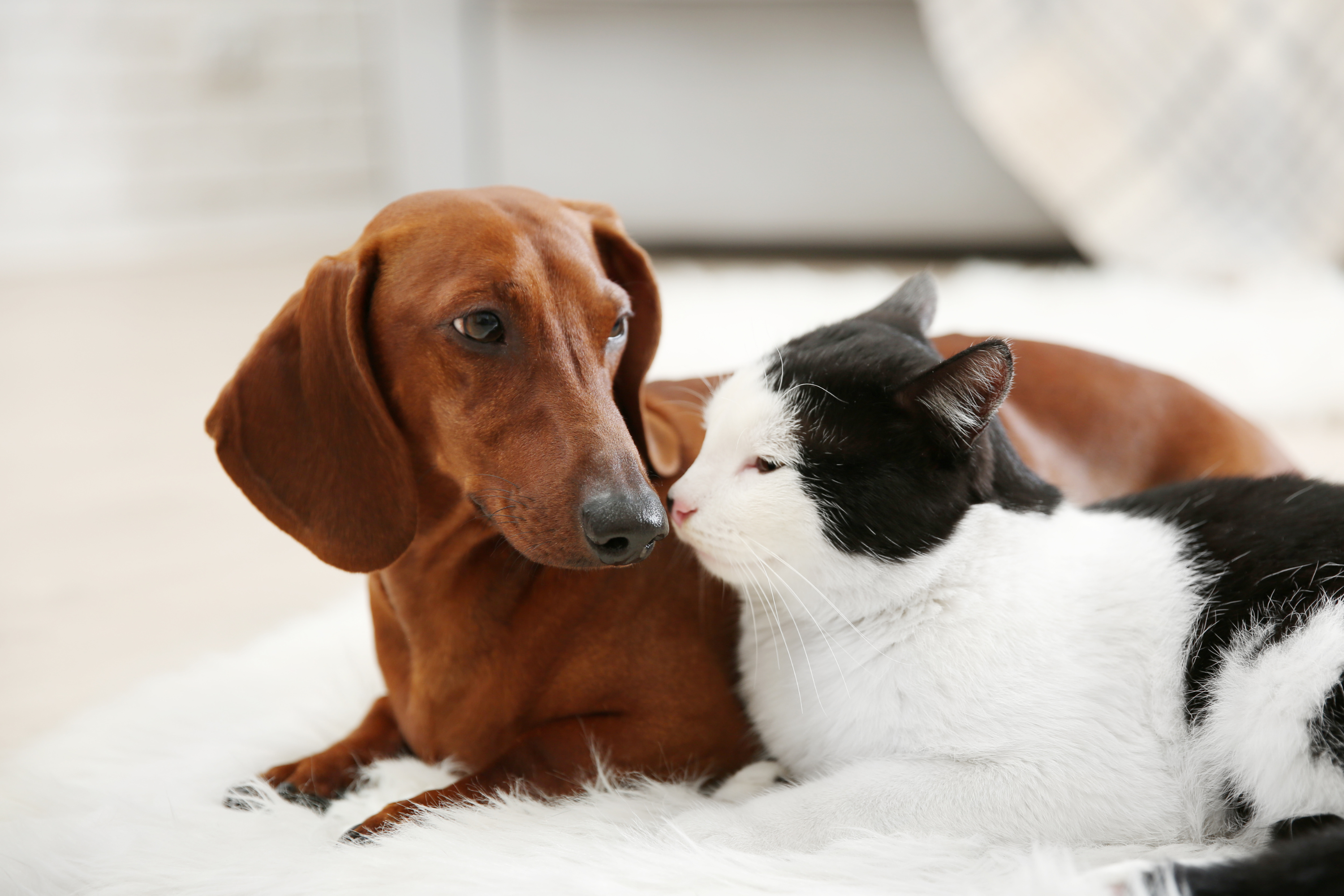 L'Invecchiamento di Cani e Gatti: Come Offrire il Miglior Supporto