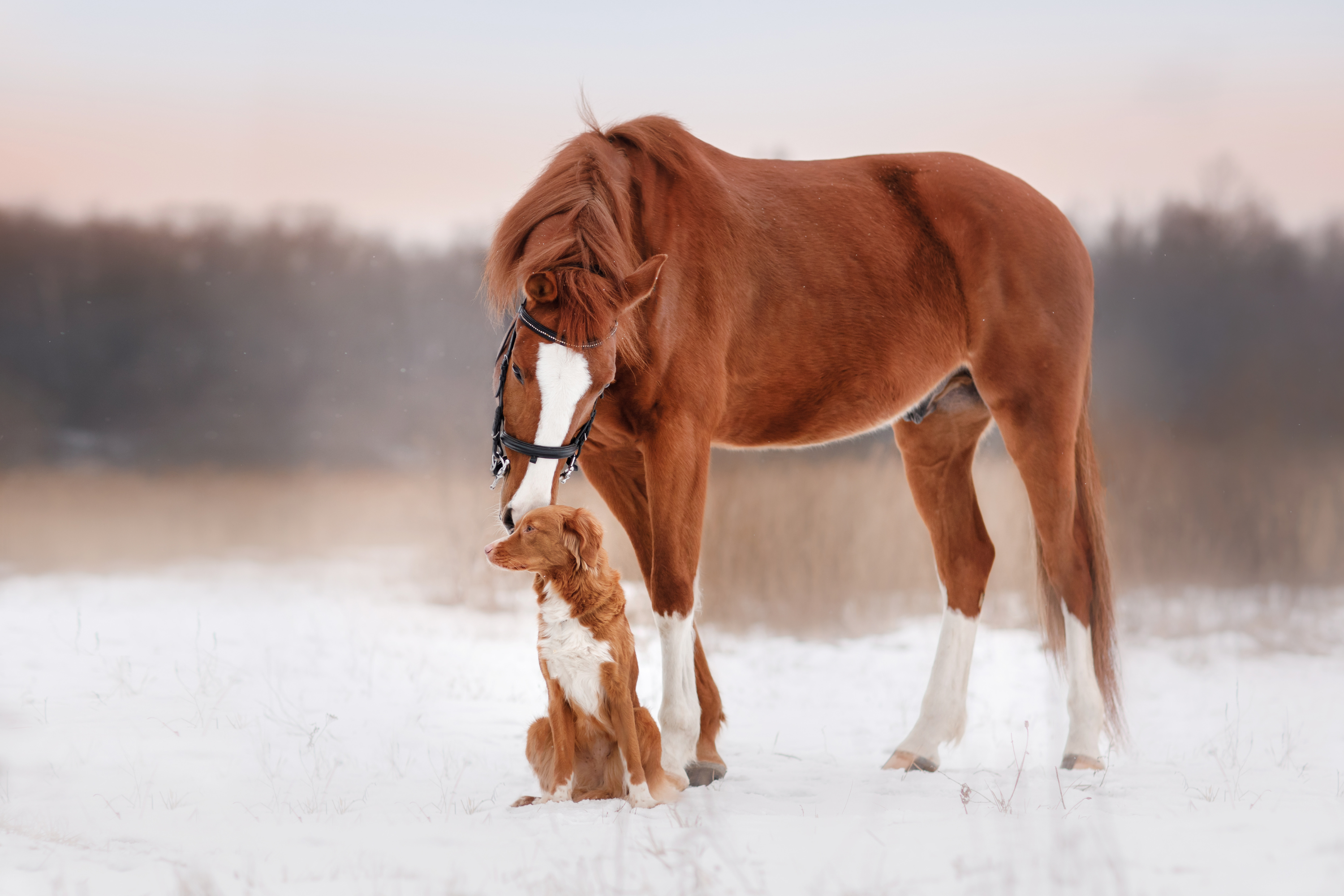 La Comunicazione dei Cavalli con Altri Animali