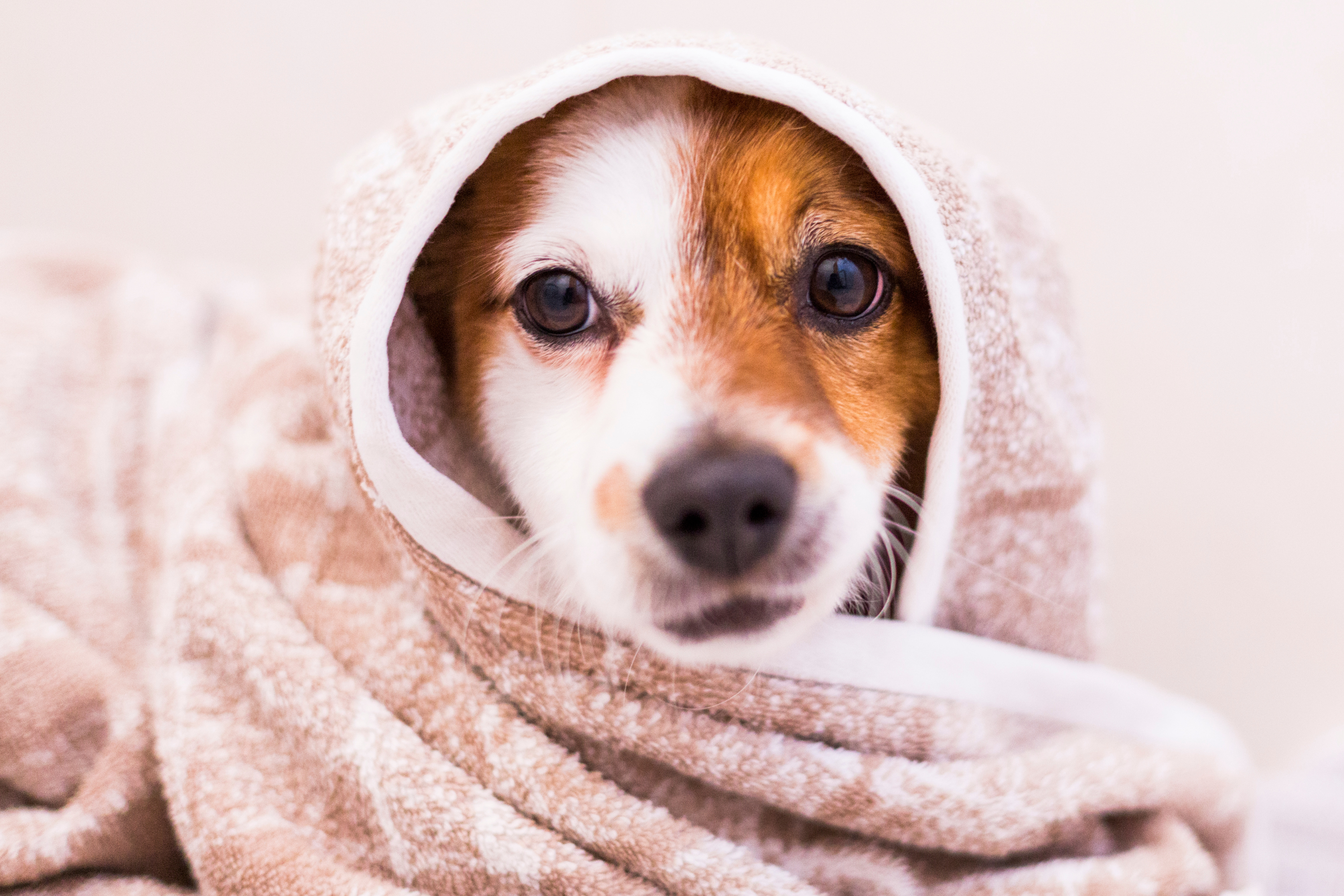 Quando fare il primo bagnetto al cane: La guida definitiva