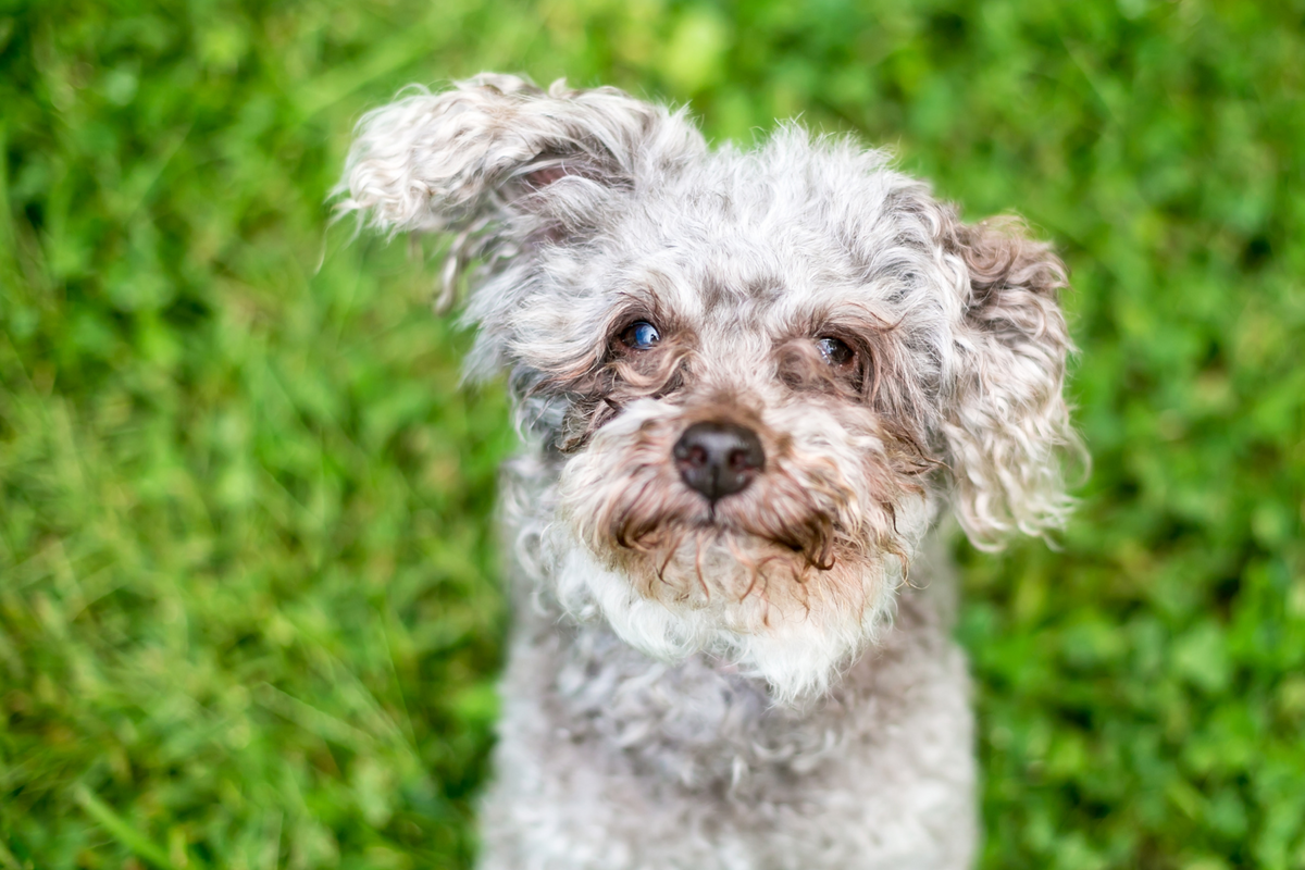 Lacrimazione eccessiva nel cane: cause, rimedi e quando preoccuparsi