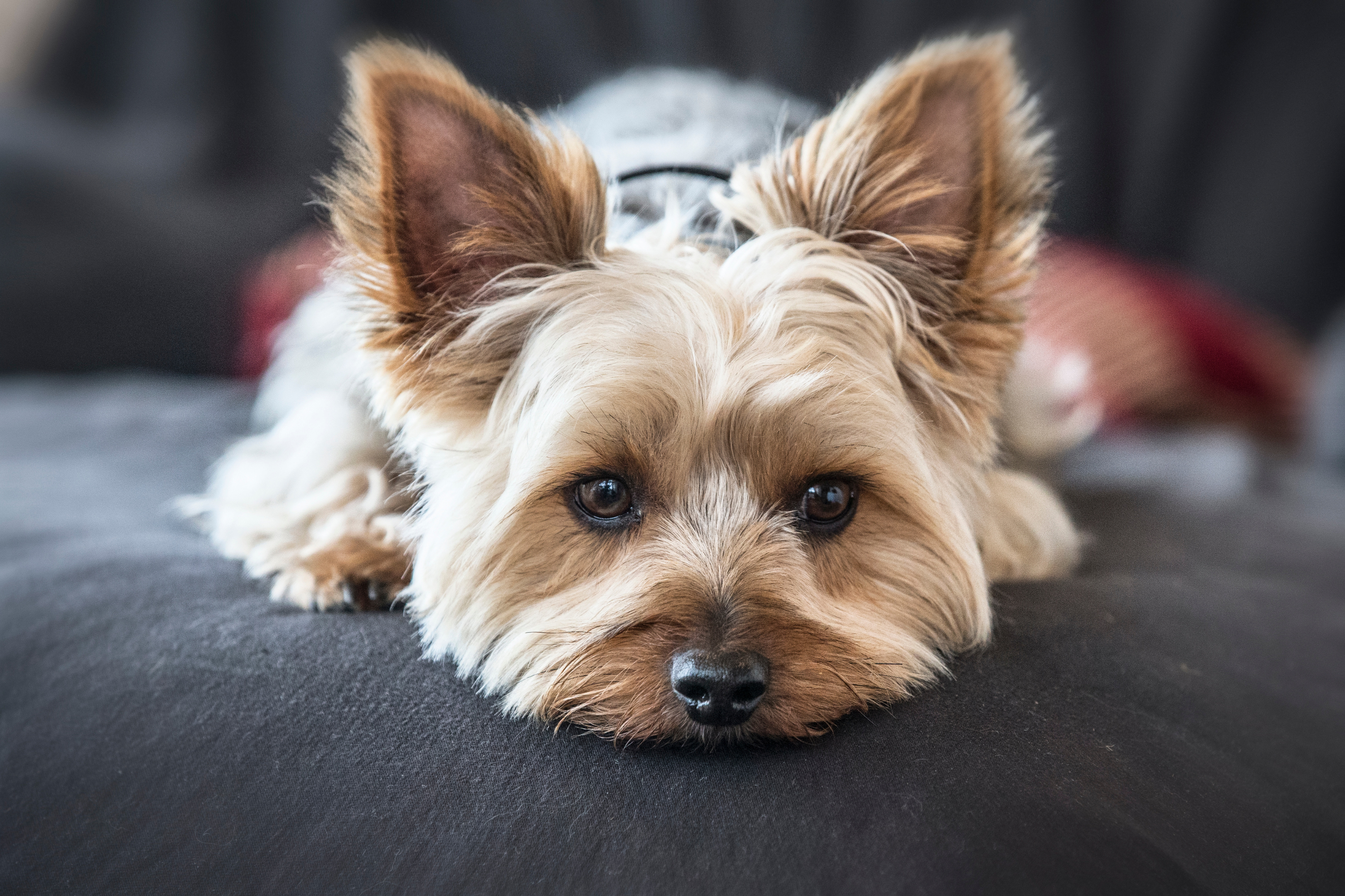 Le 10 razze di cani più piccole: chi sono i veri "mini" amici?