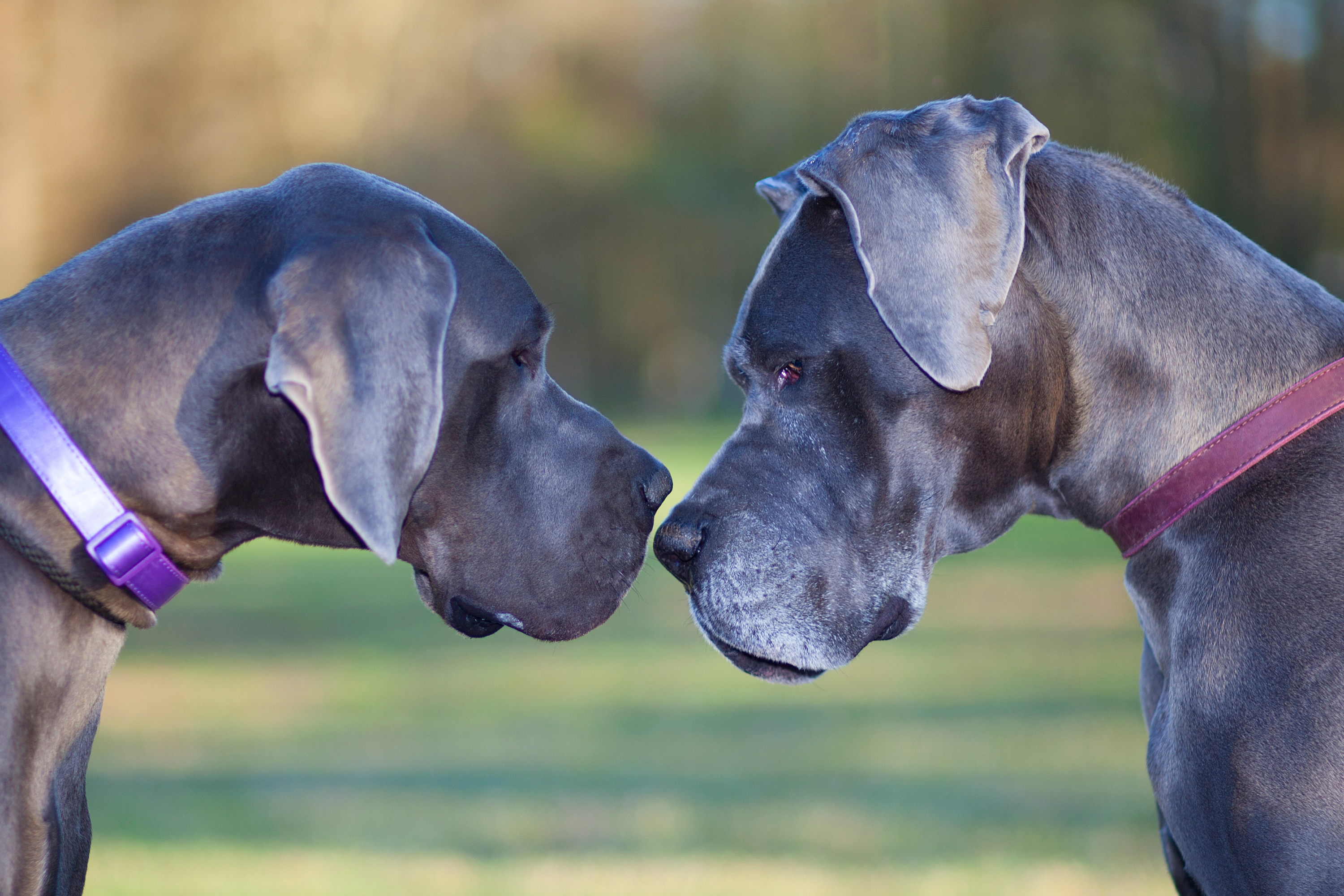 Le 5 Razze di Cani Più Grandi: Giganti dal Cuore Tenero