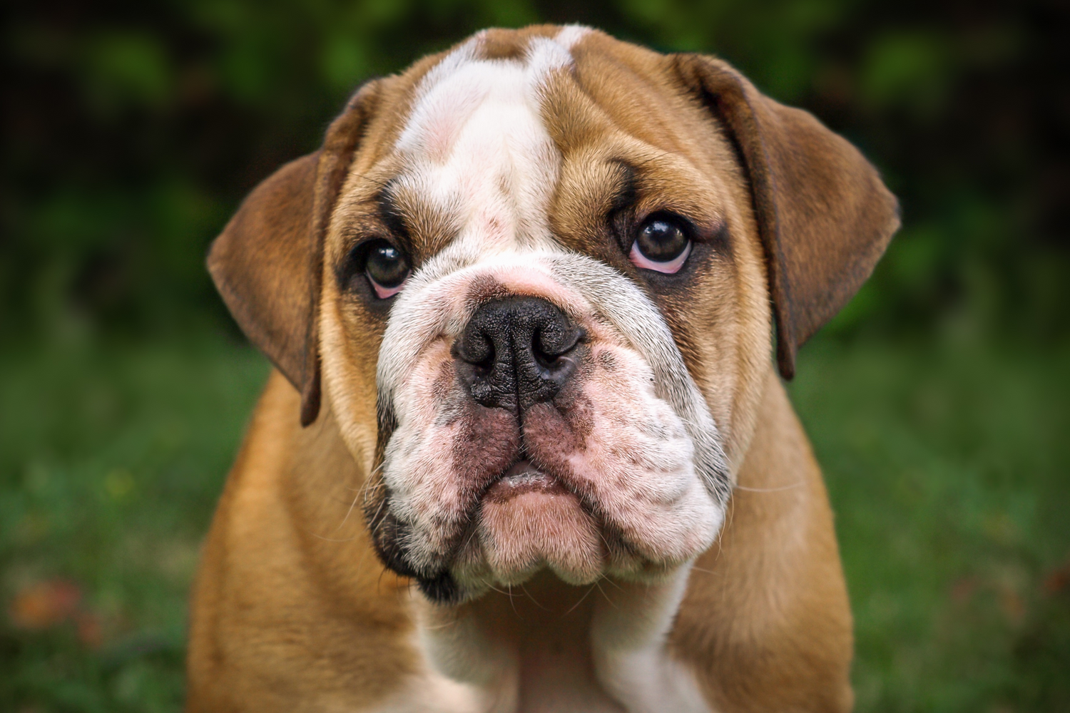 Le Razze di Cani Più Predisposte a Soffrire il Caldo