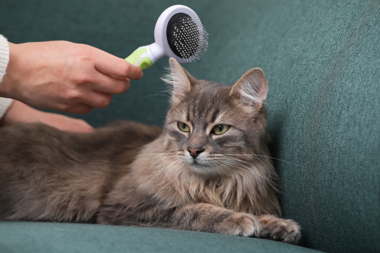 Ogni quanto bisogna spazzolare il gatto?