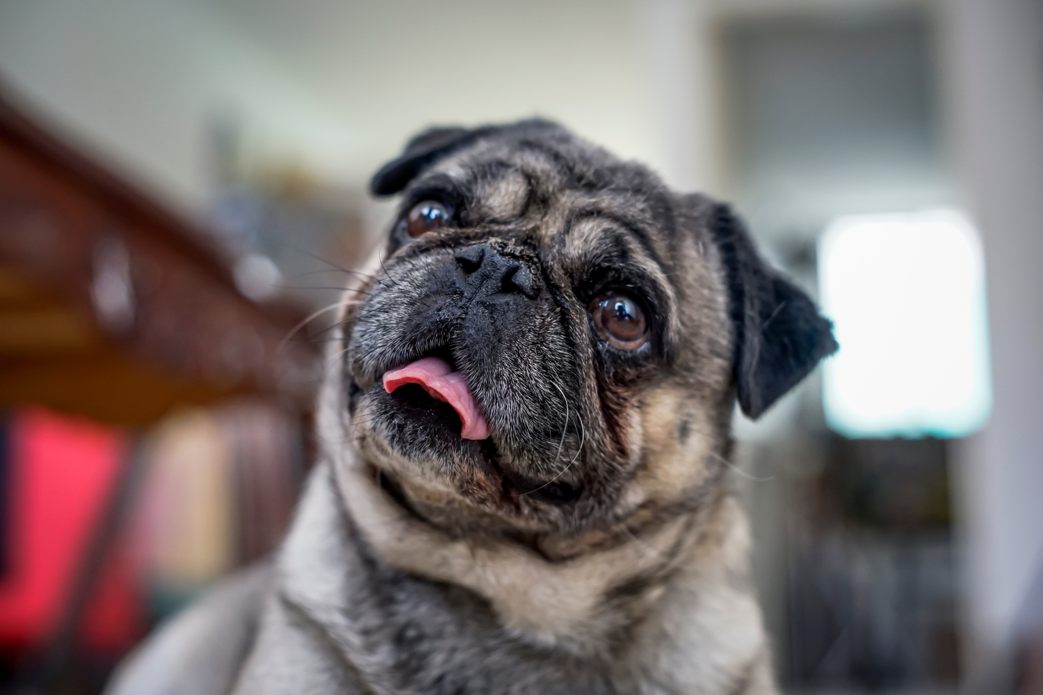 Olio di salmone per cani: tutti i benefici di questo superfood naturale