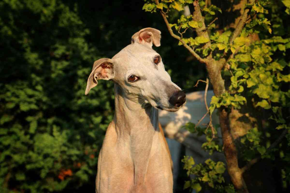 Orecchie a rosa nei cani: cosa sono, quali razze le hanno e come prendersene cura