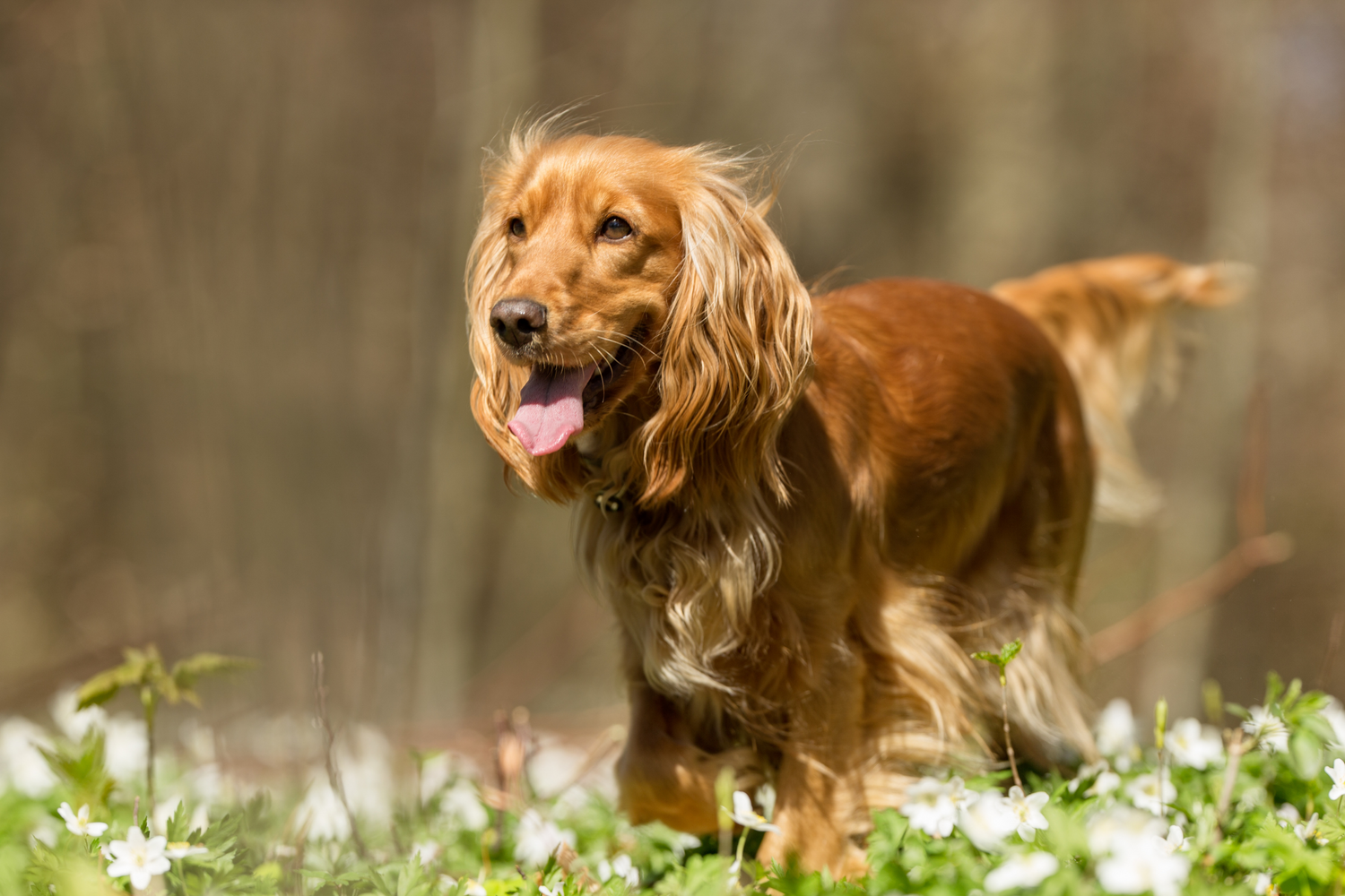 Osteoartrite nel Cane: Tutto Quello che Devi Sapere