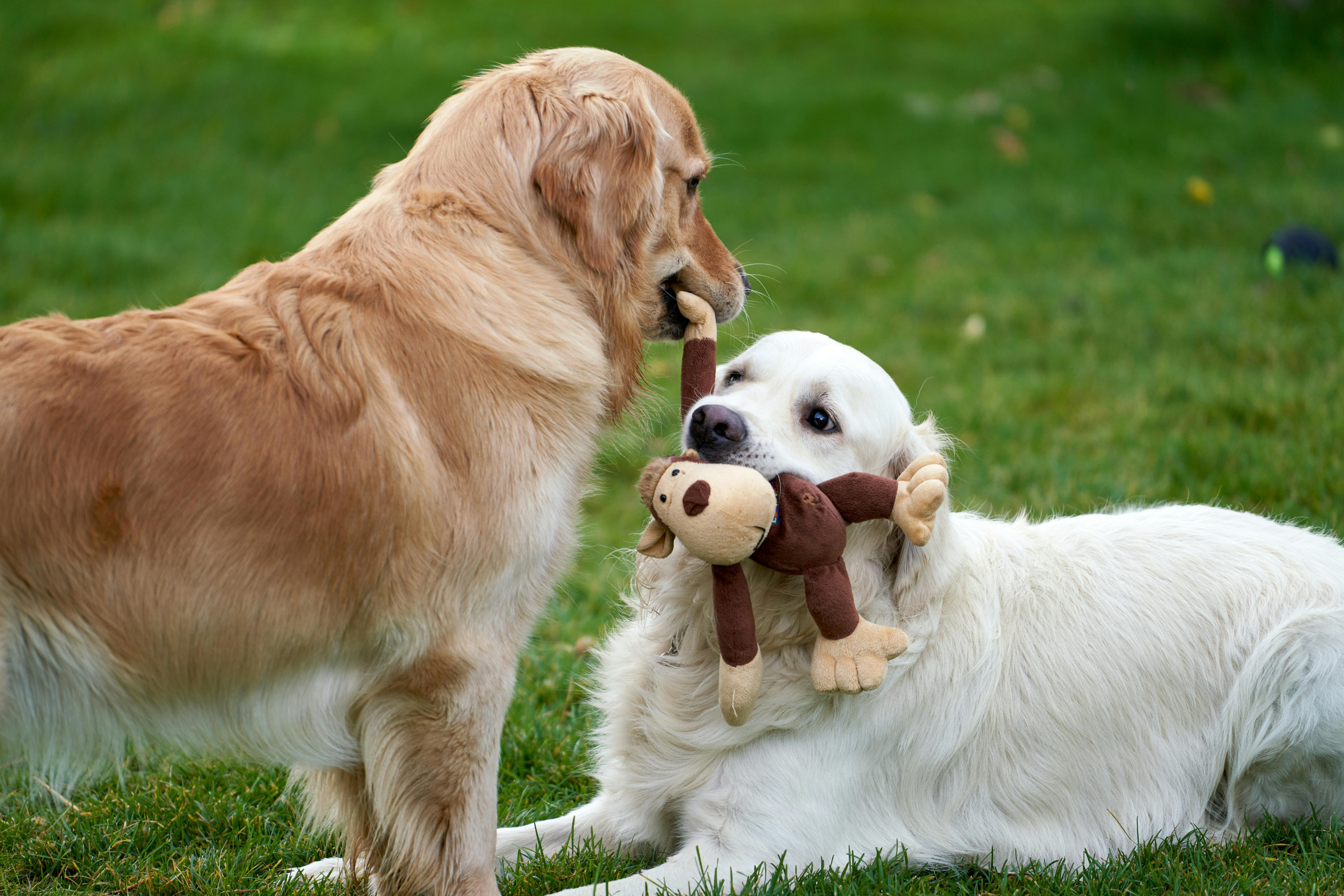 Perché Fa Bene al Tuo Cane Frequentare i Suoi Simili: la Guida alla Socializzazione Canina