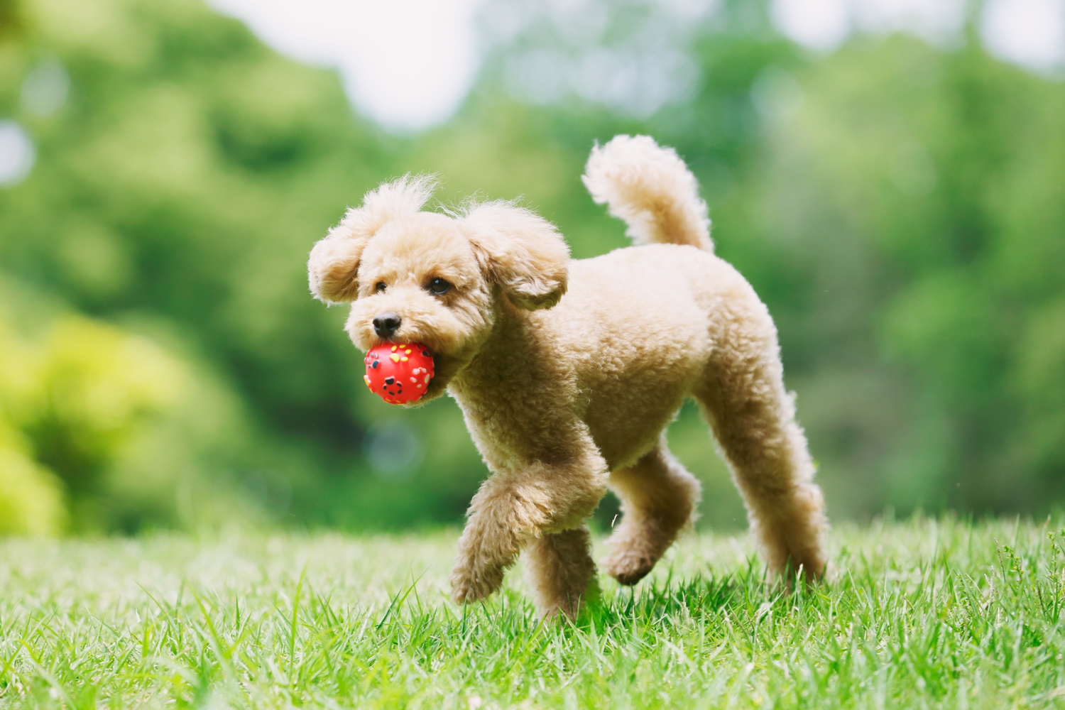 Perché ai Cani Piacciono i Giochi che Squittiscono?