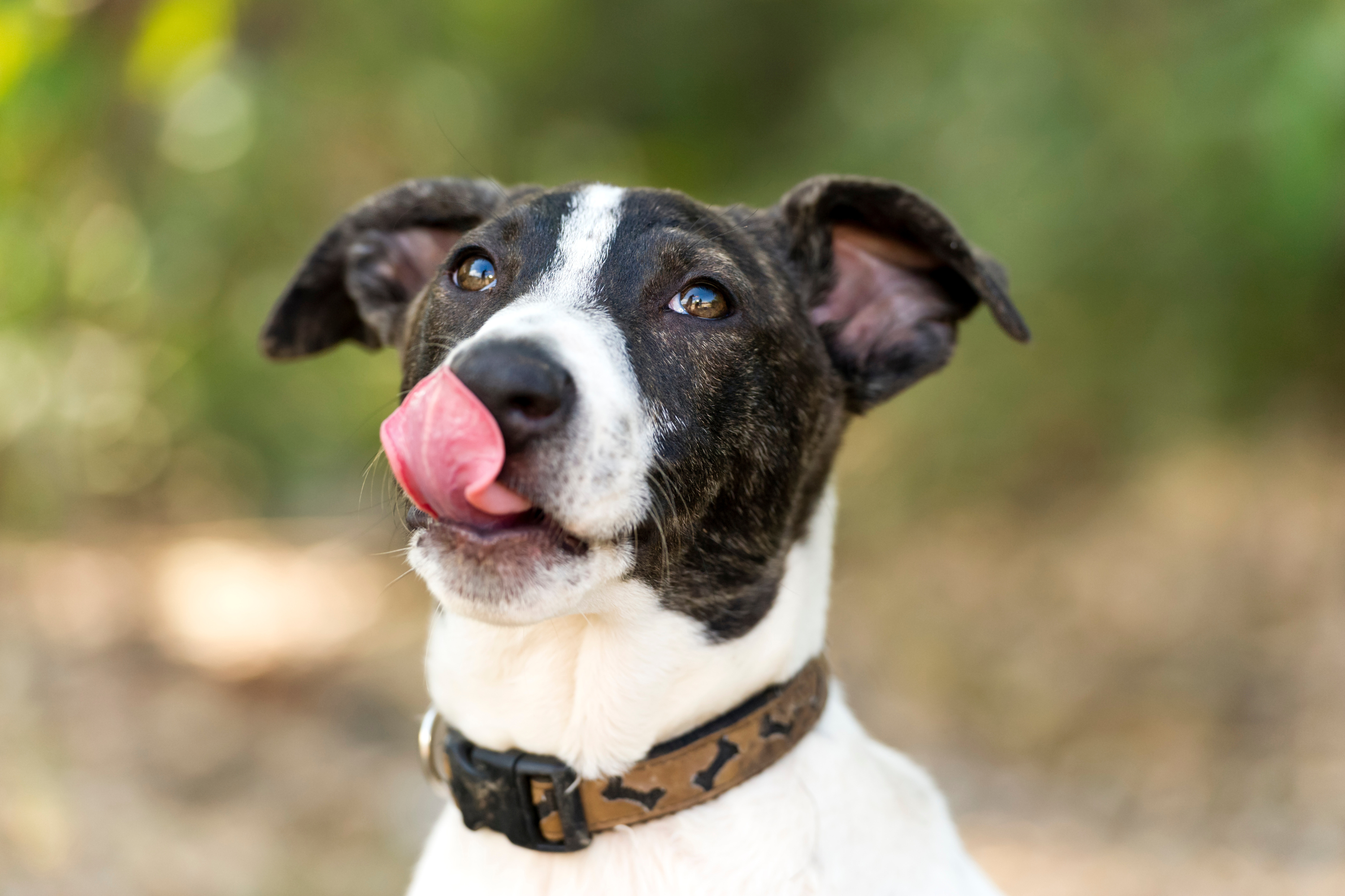 Perché i Cani Respirano con la Lingua Fuori?