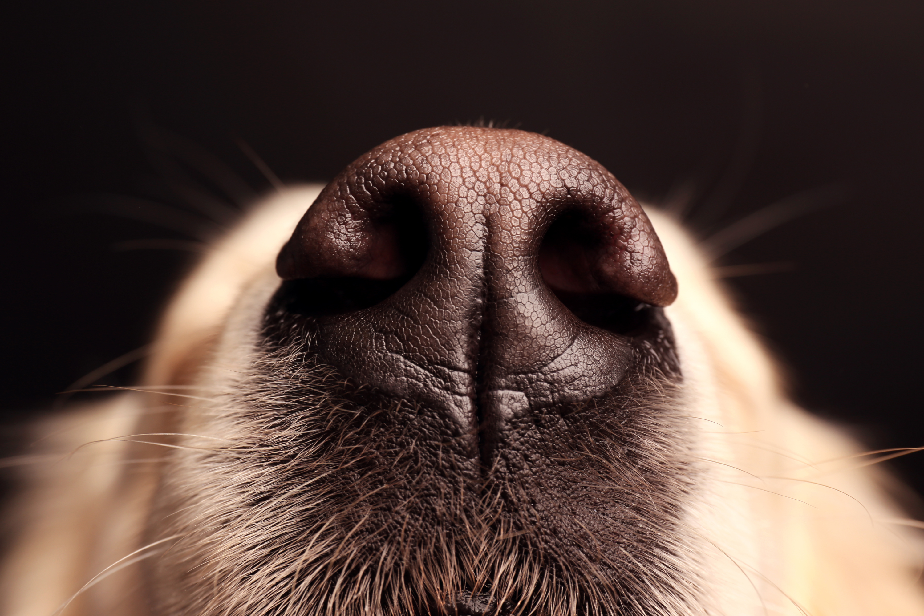 Perché i cani hanno il naso freddo e bagnato? La verità dietro un classico canino