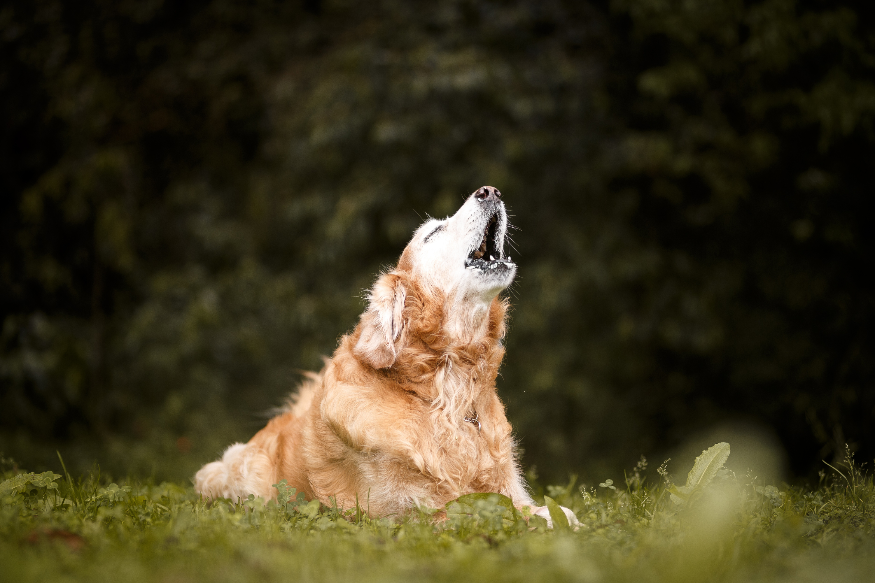 Perché i cani ululano in casa? Significato, cause e cosa fare