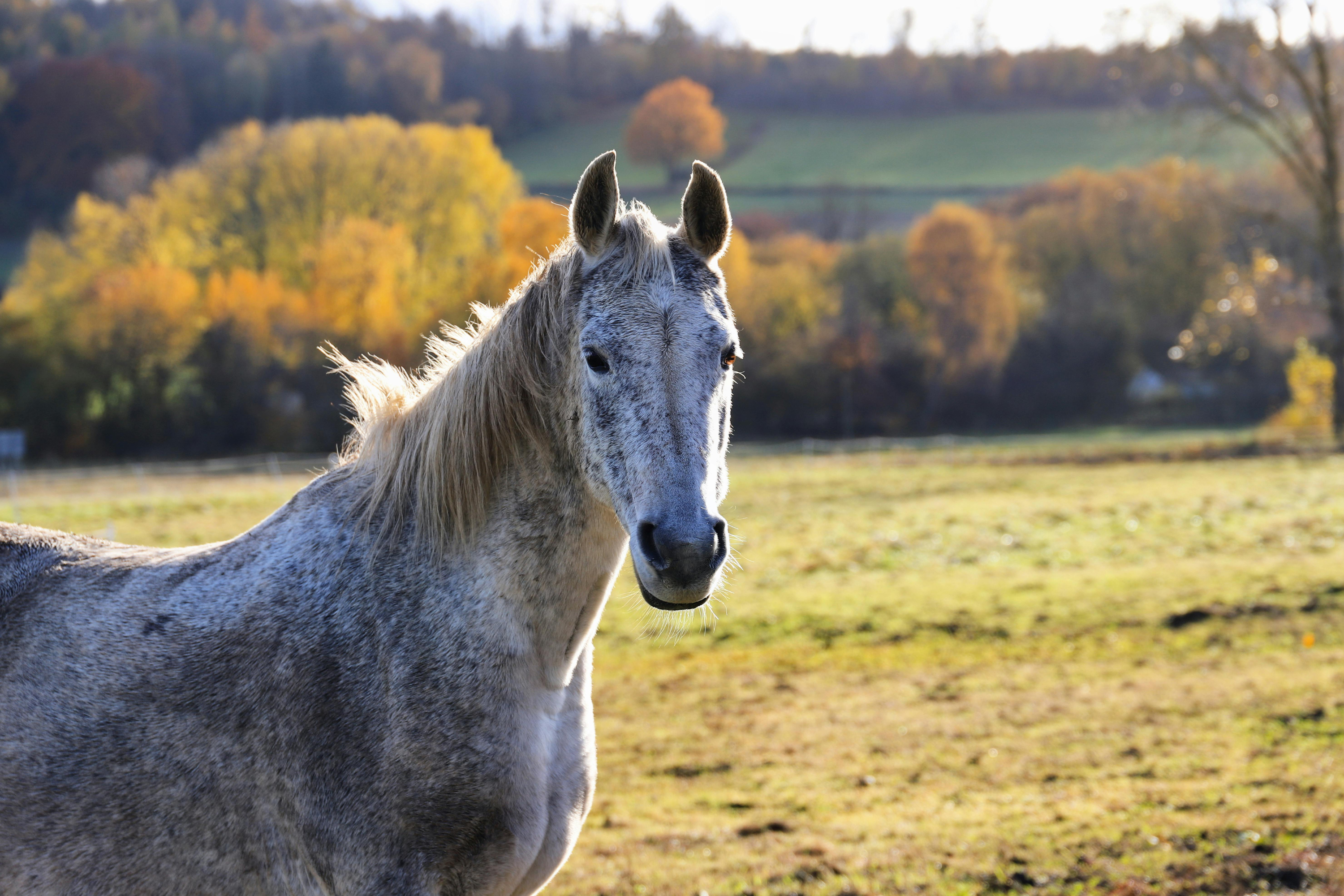 Perché i cavalli muovono la testa su e giù? Le cause, i segnali da non ignorare e come aiutare il tuo cavallo