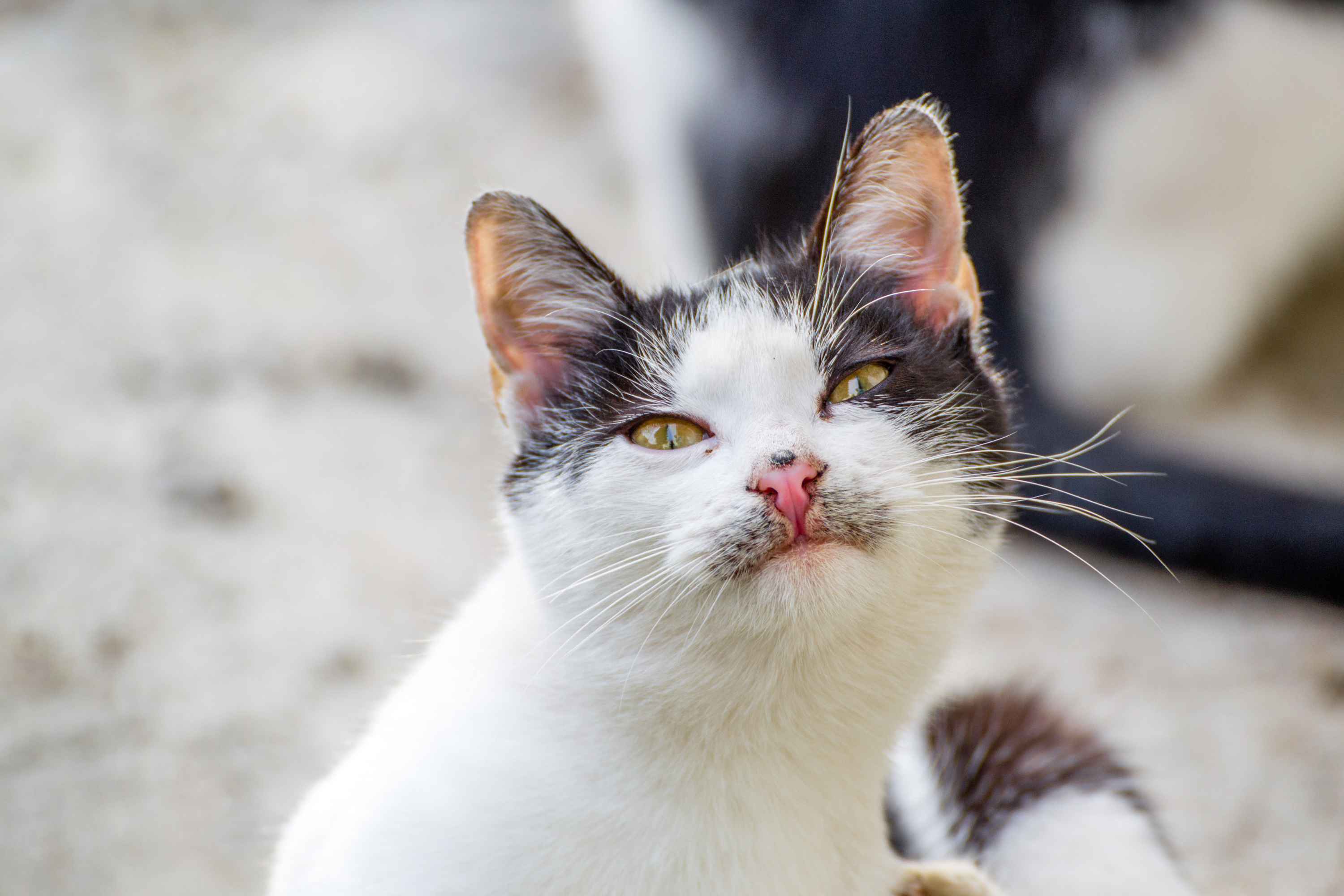 Perché i gatti spingono gli oggetti per terra?