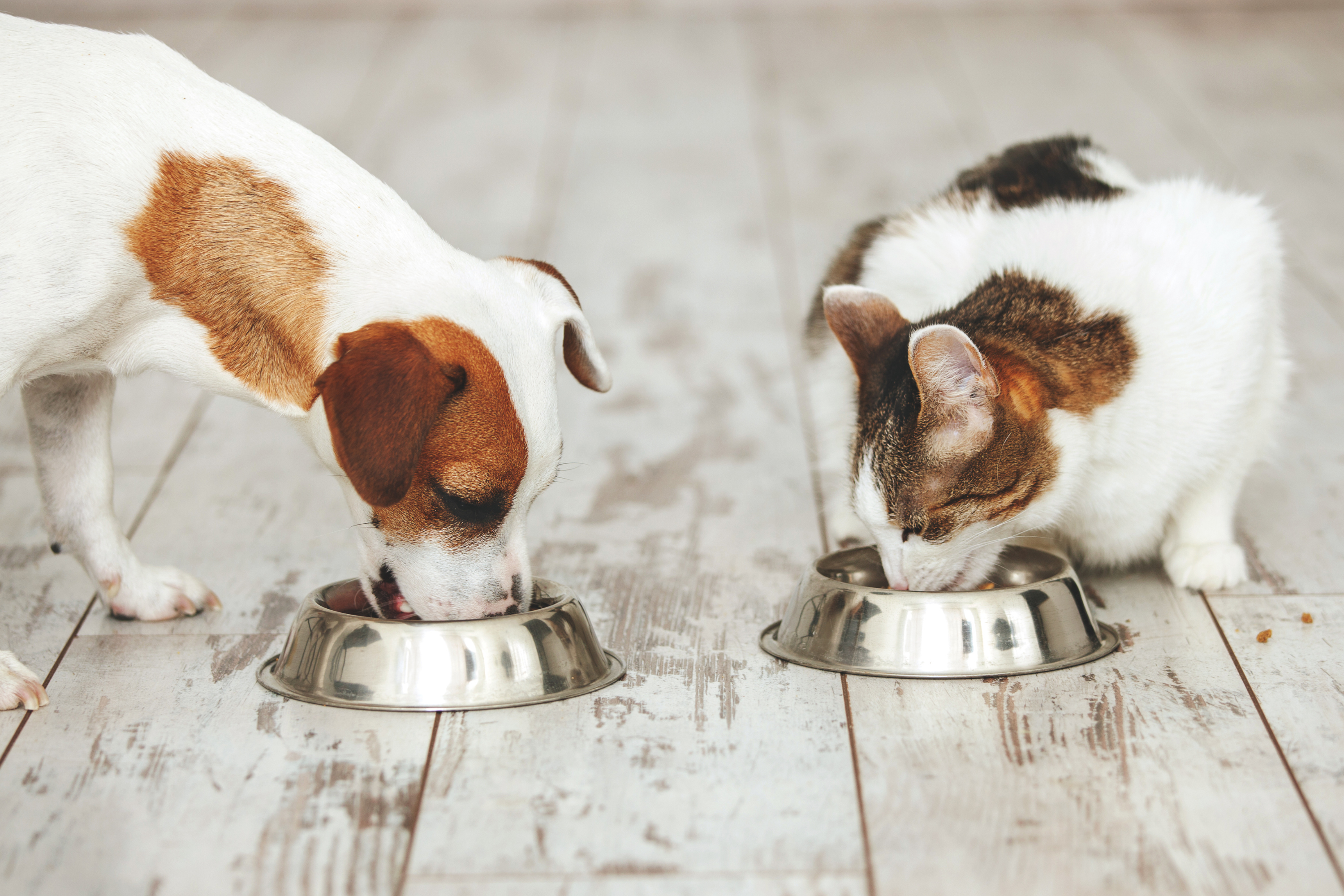 Perché il Gatto Non Deve Mangiare il Cibo del Cane