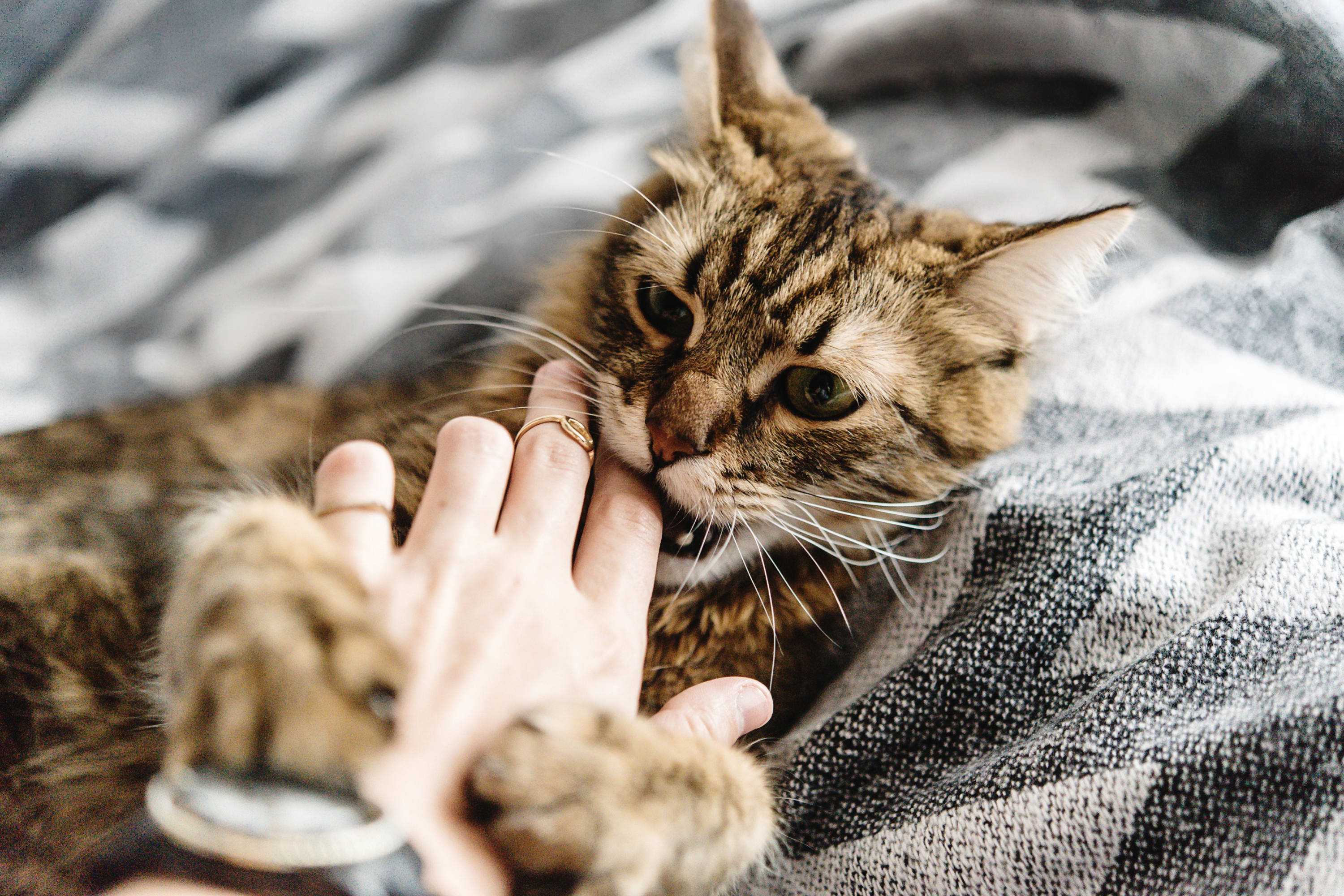 Perché il Gatto Ti Morde? Scopri le Cause e le Soluzioni