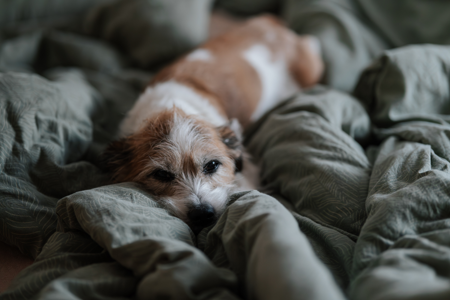 Perché il cane graffia nella cuccia? significato e cosa Fare