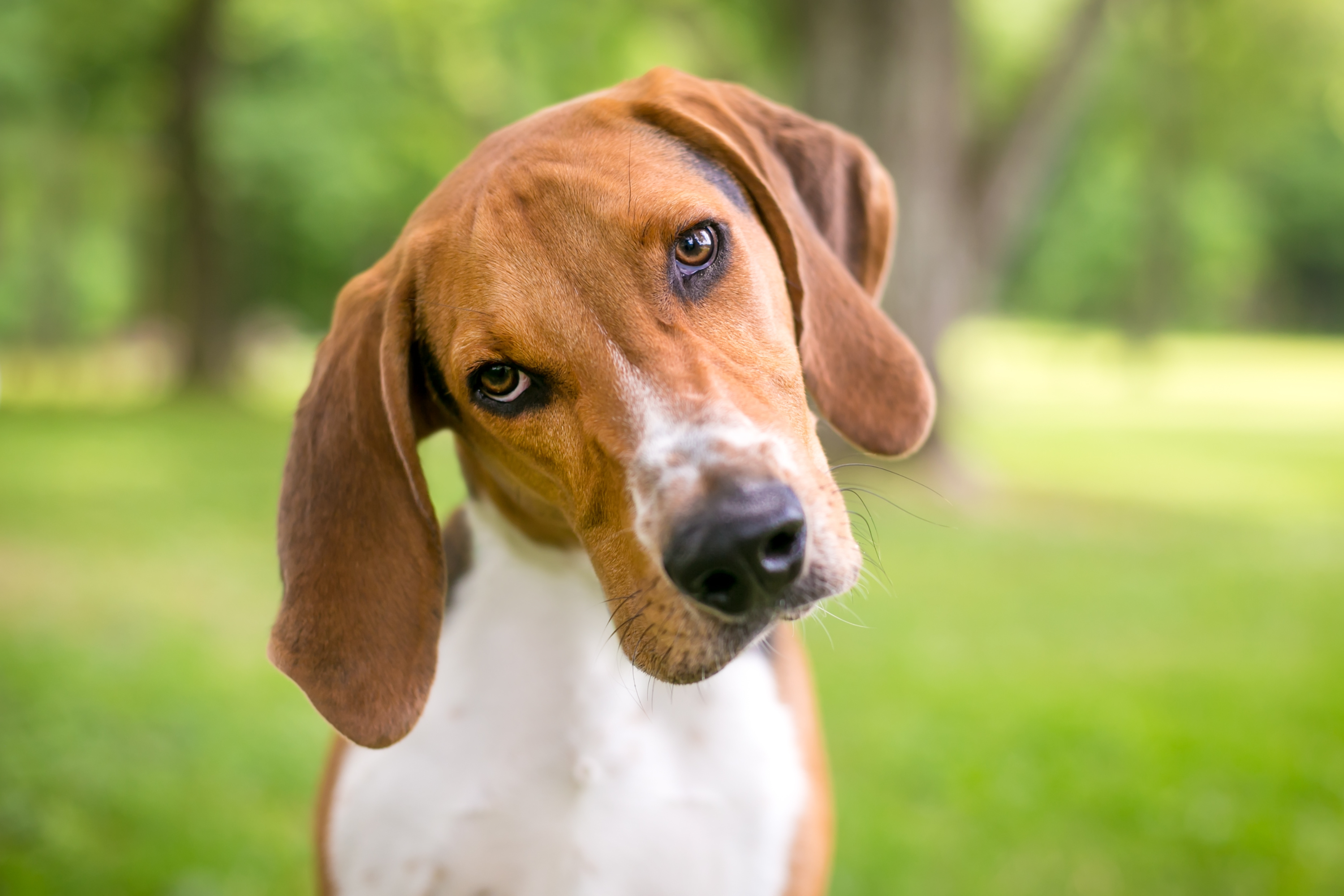 Perché il cane inclina la testa quando gli parli?
