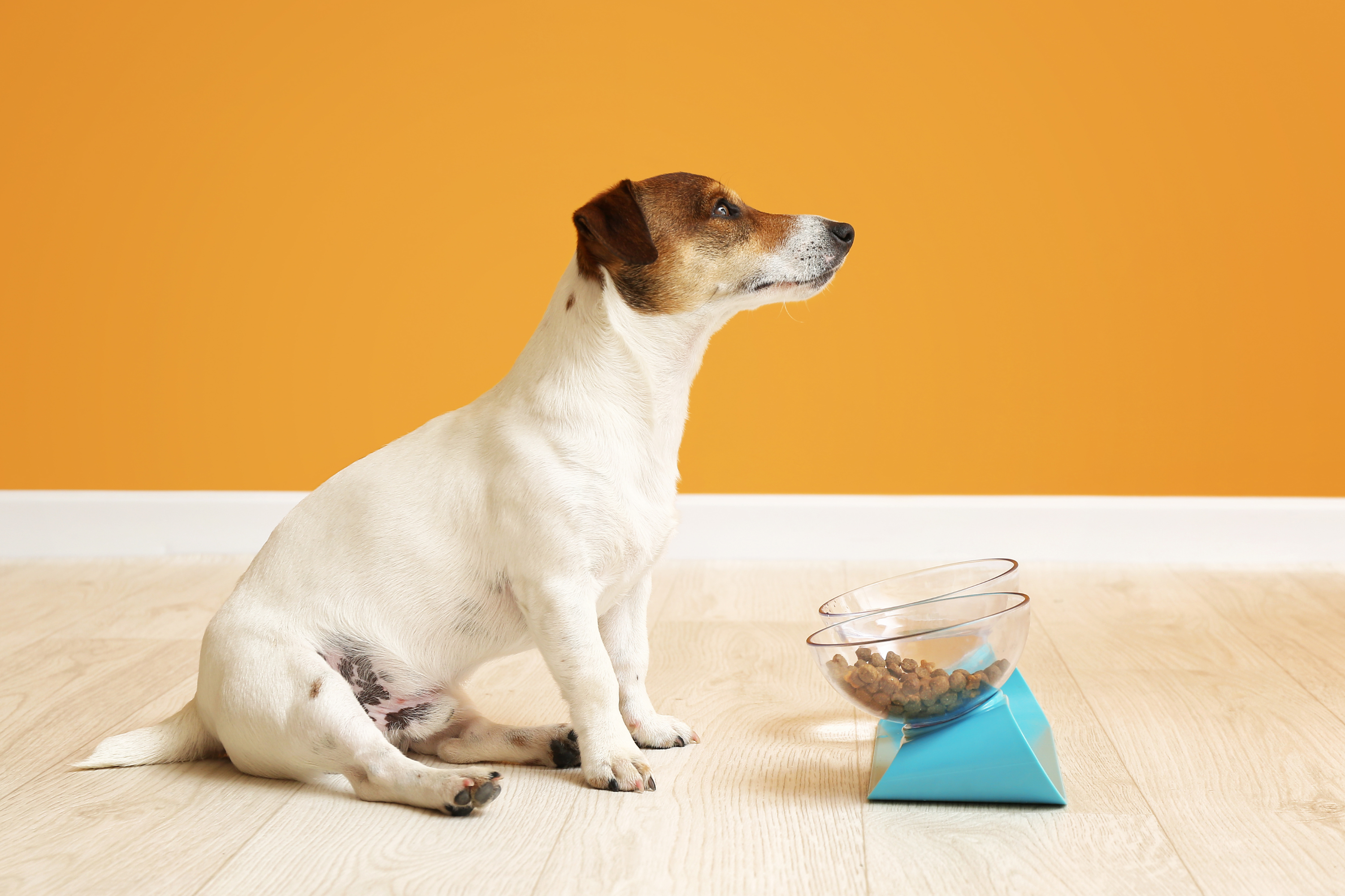 Perché il cane mangia da solo? Scopri i motivi dietro questo comportamento