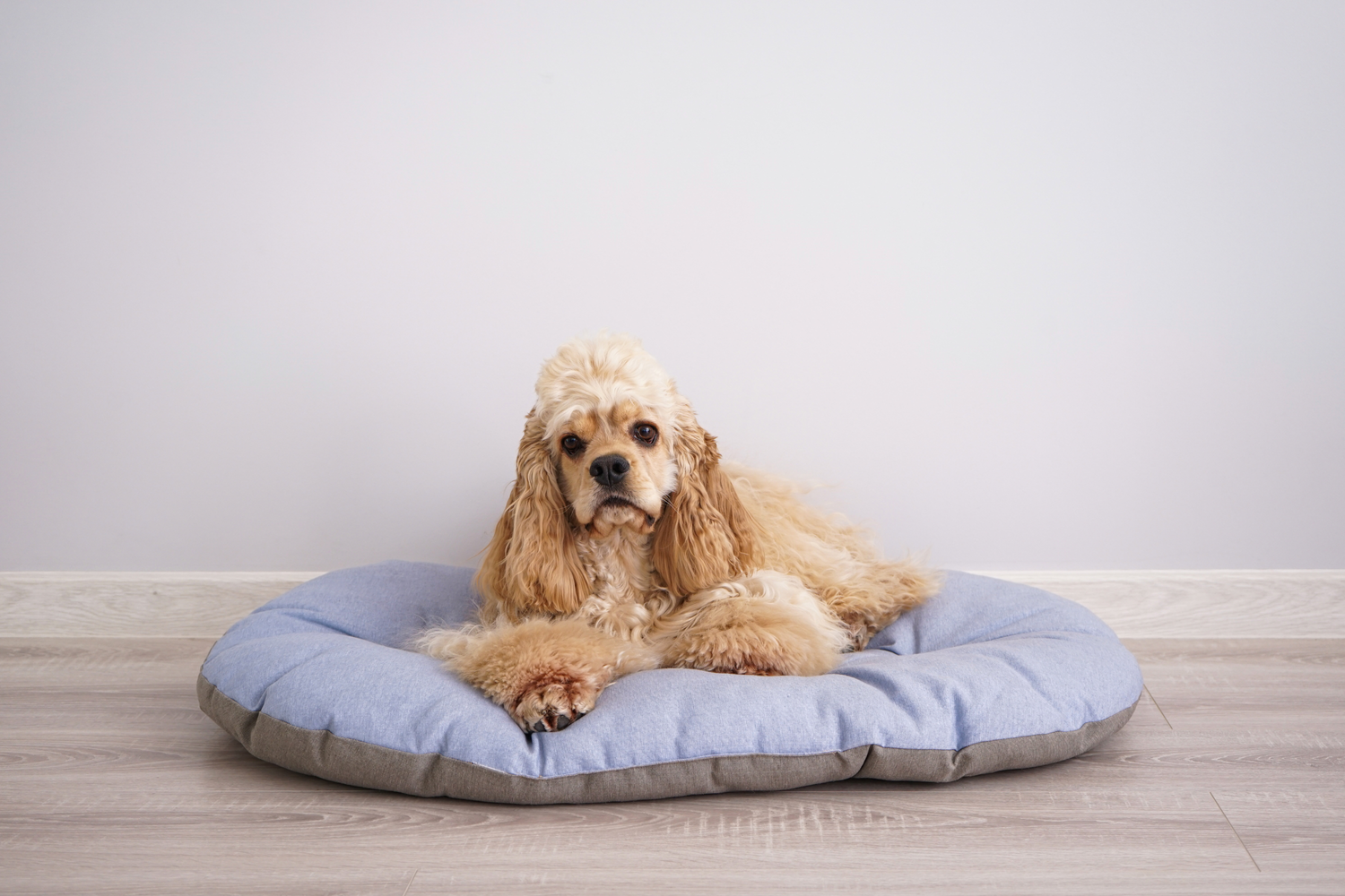 Perché il cane porta tutto nella sua cuccia? Il significato nascosto di un'abitudine antica