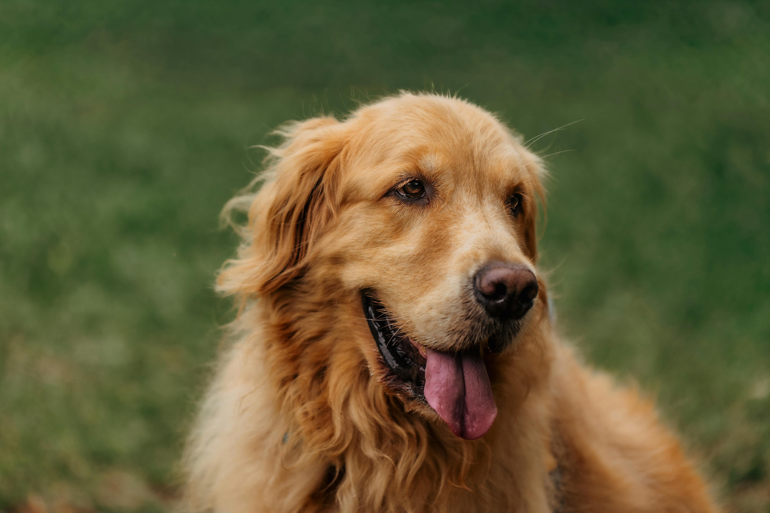 Perché il cane scodinzola? Tutto quello che devi sapere sulla coda del tuo amico a quattro zampe