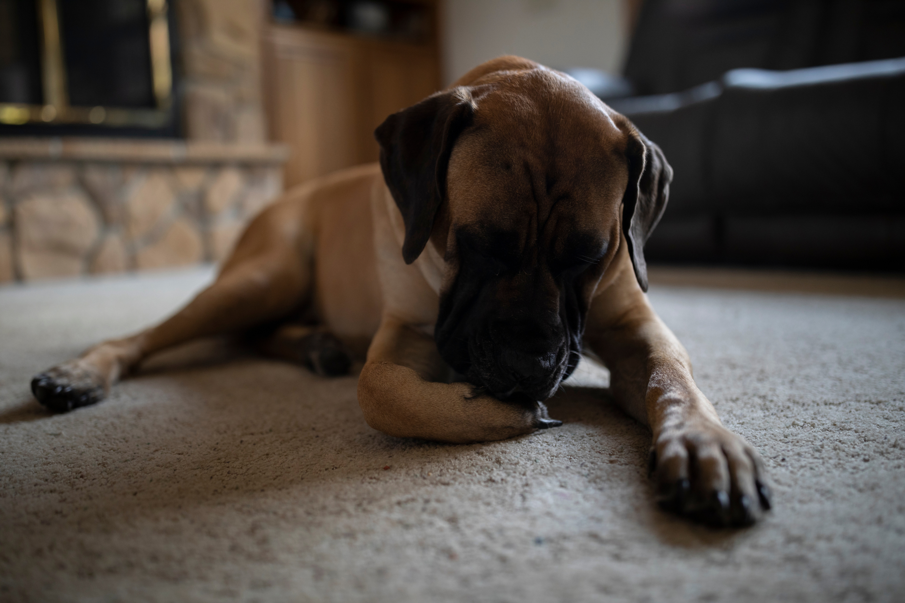 Perché il cane si morde le zampe? Cause, sintomi e soluzioni