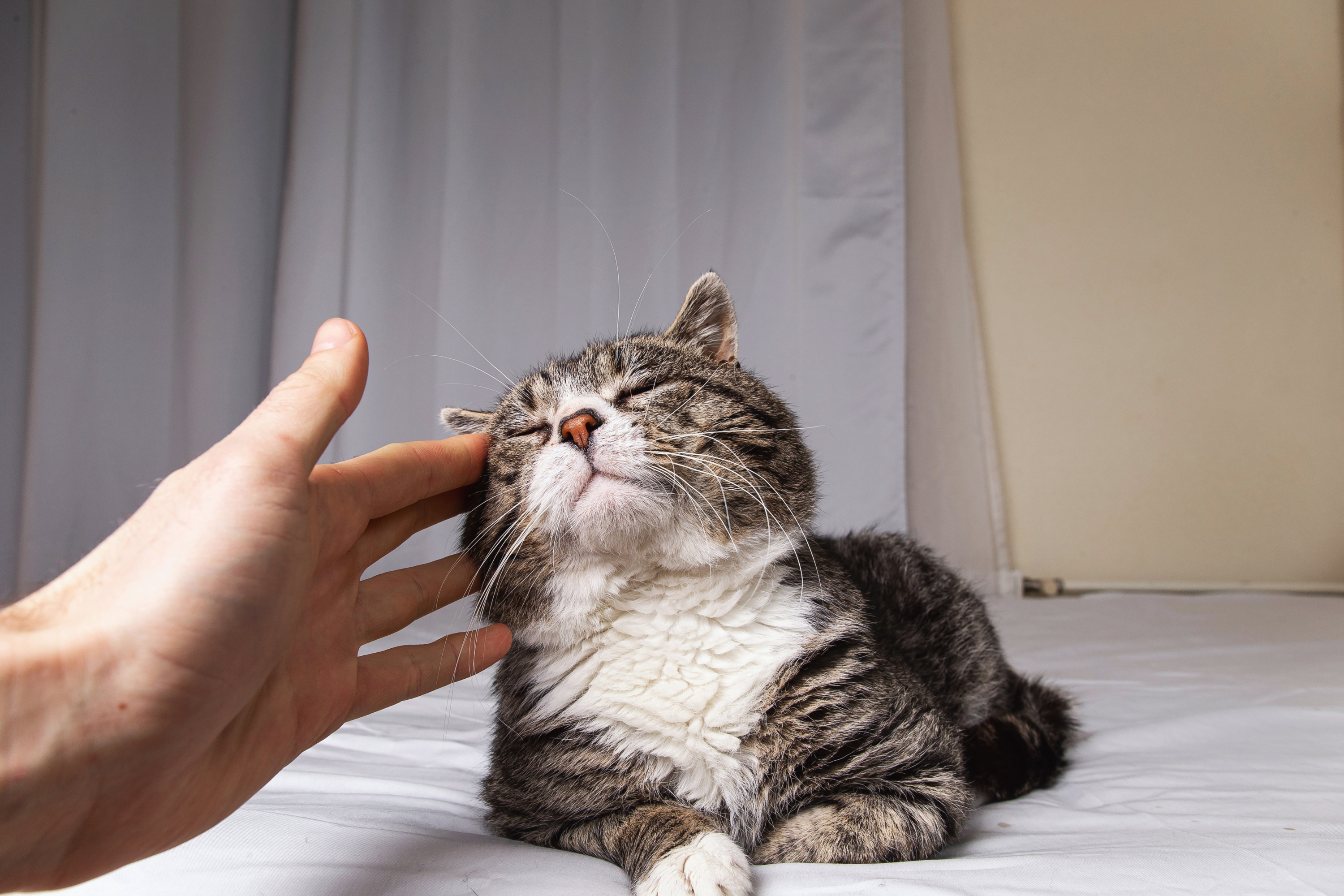 Perché il gatto fa le fusa? La scienza dietro il comportamento felino