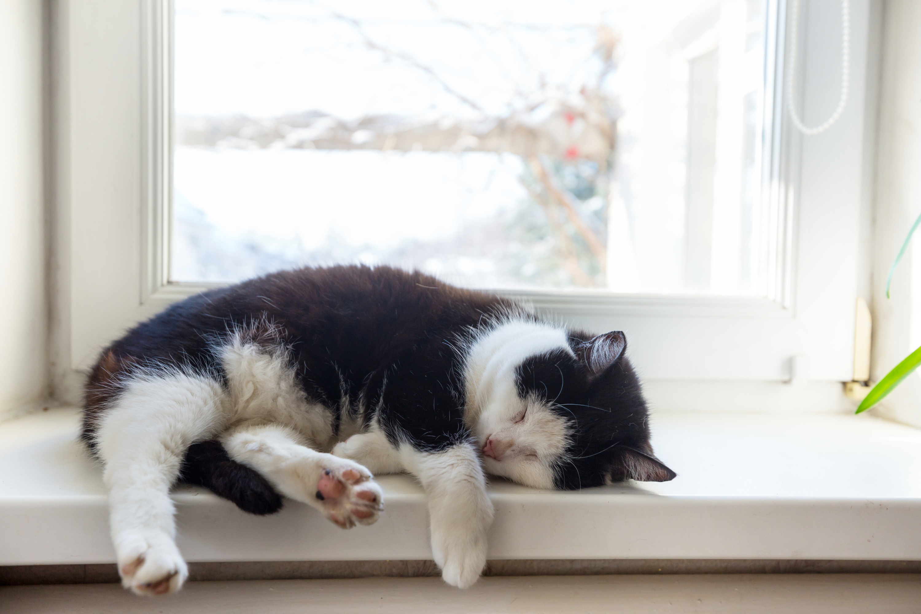 Perché il gatto muove la coda mentre dorme? Significato e segnali nascosti