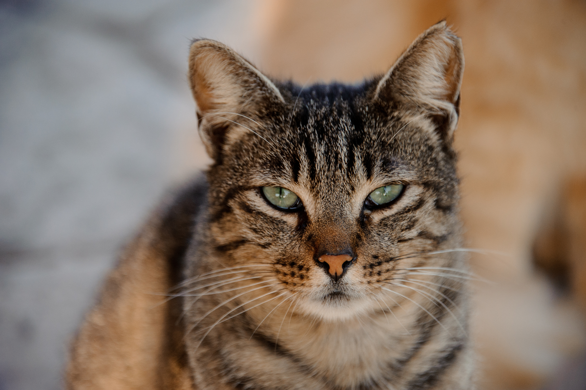 Perché il gatto socchiude gli occhi quando ci avviciniamo? Il significato del "bacio del gatto"