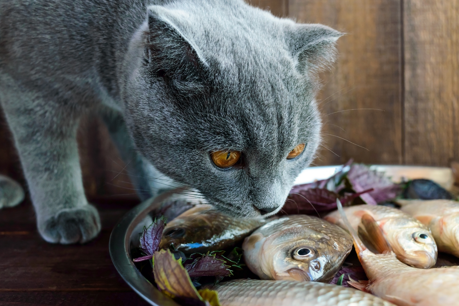 Quale Pesce Dare al Gatto: Guida Completa per un'Alimentazione Felina Sana