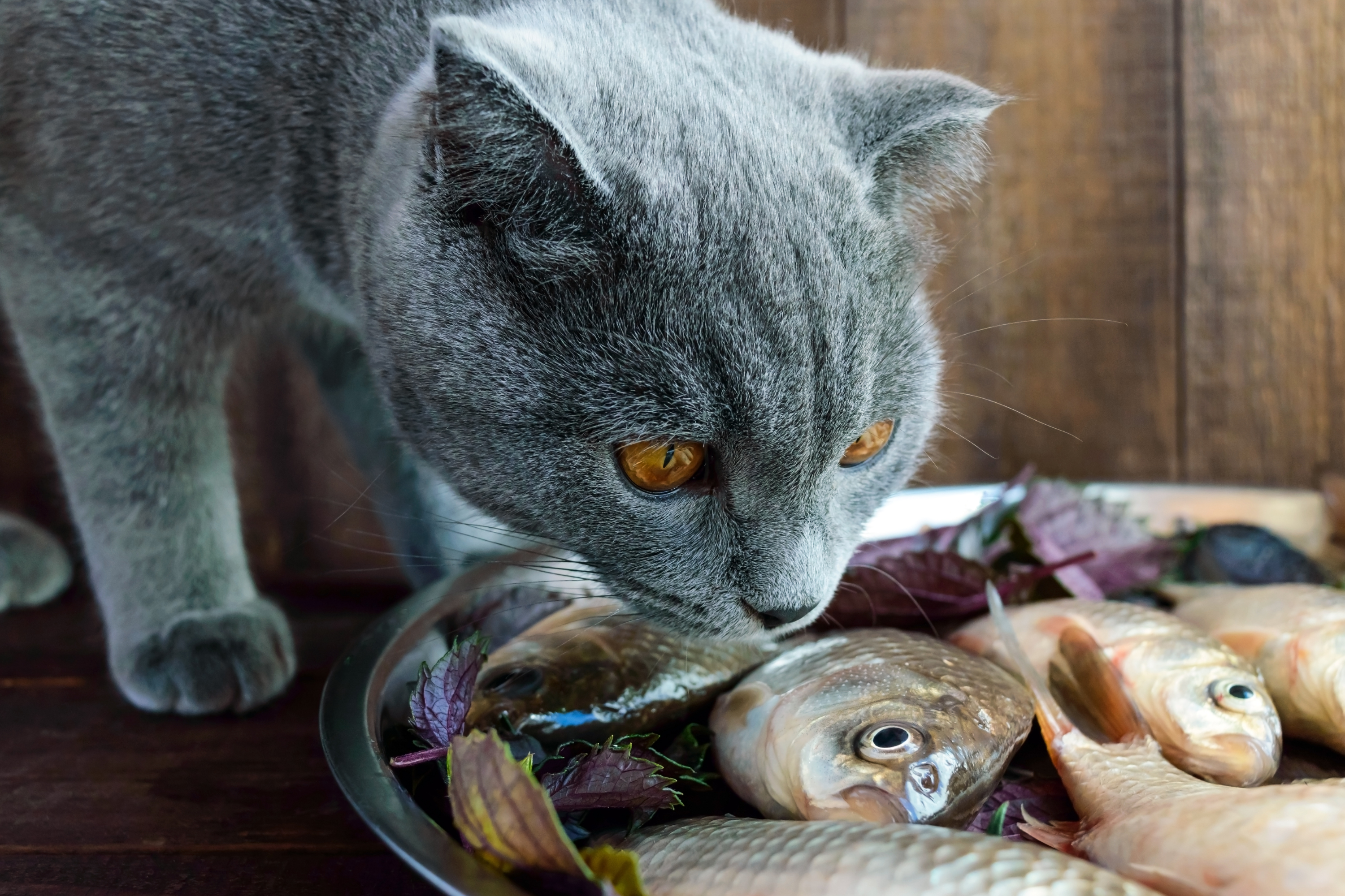 Quale Pesce Dare al Gatto: Guida Completa per un'Alimentazione Felina Sana