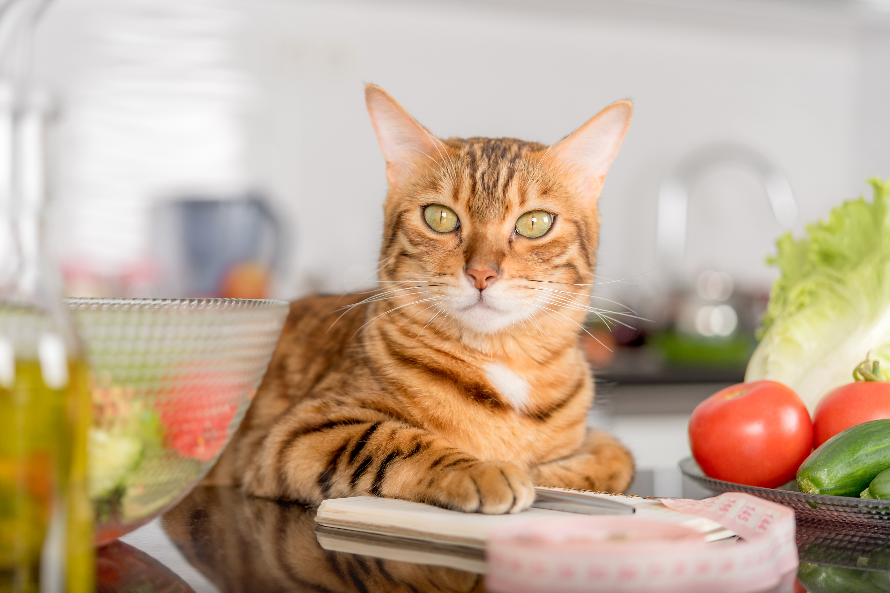 Quali Verdure Possono Mangiare i Gatti?