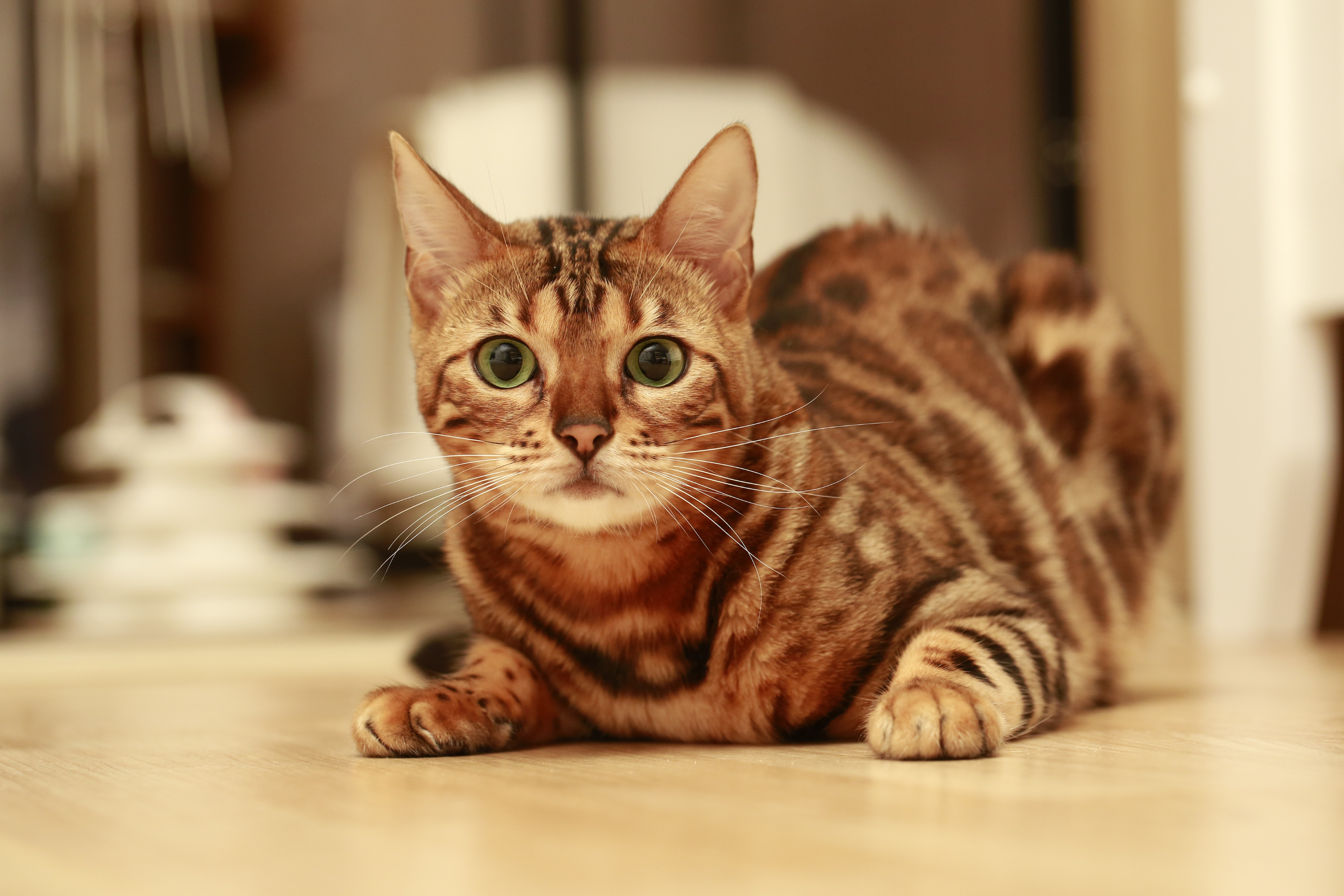 Quali sono i parassiti più comuni nei gatti?