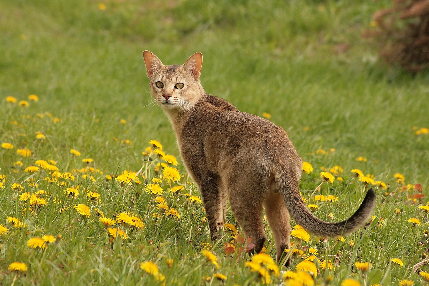 Quali sono le 8 Razze di Gatti Più Rare al Mondo?&nbsp;