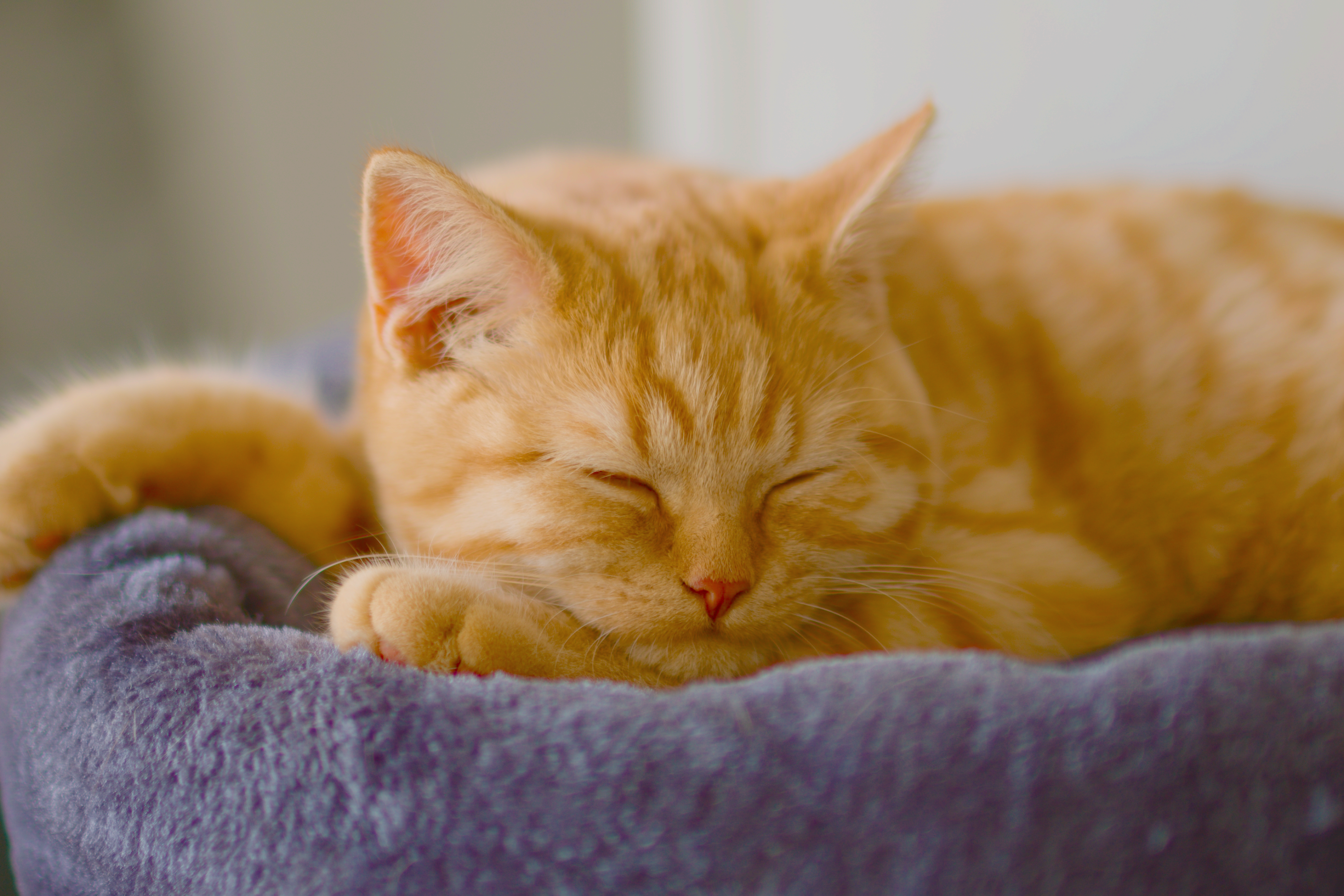 Quanto dormono i gatti?