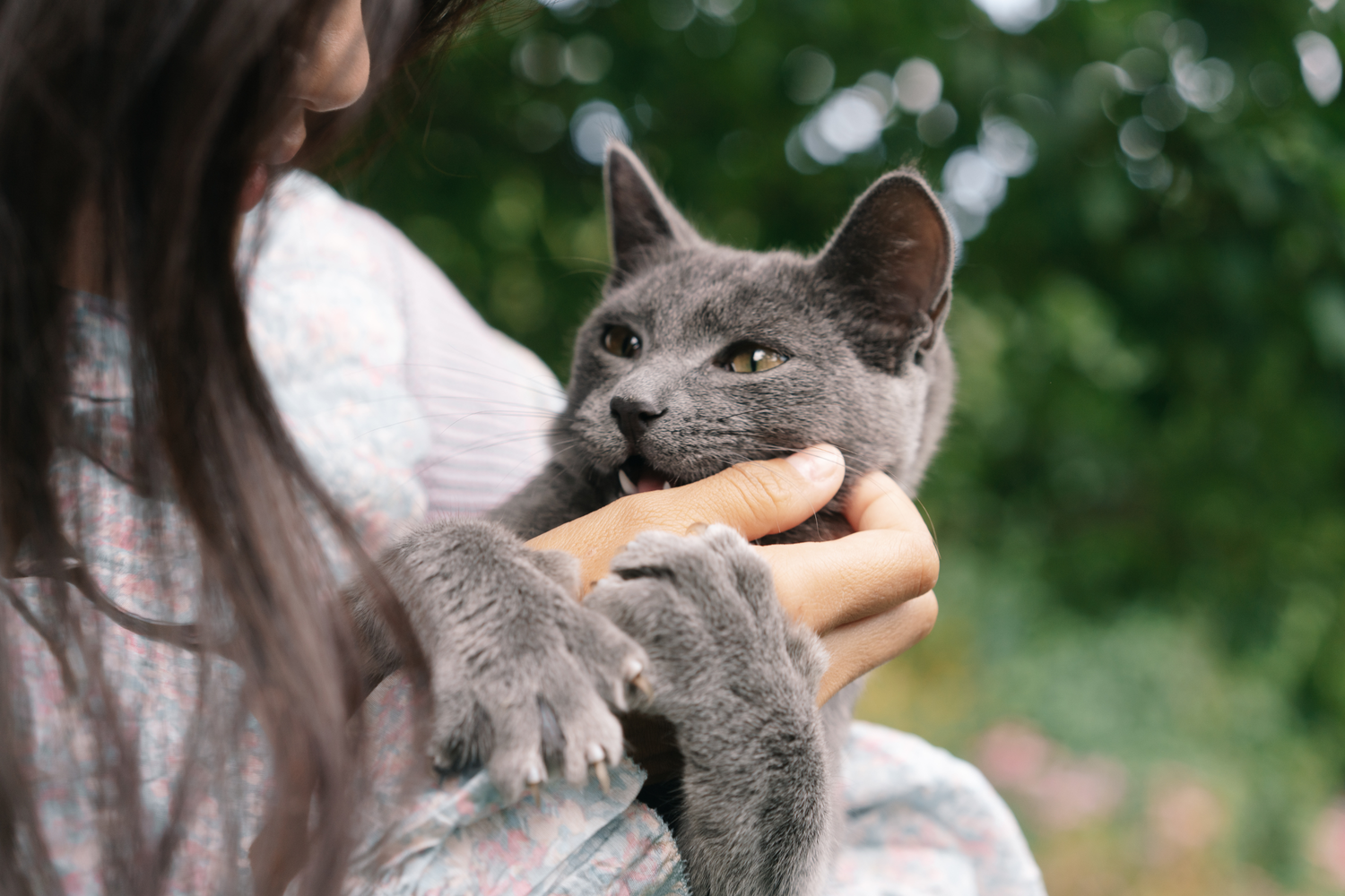 Quanto tempo impiega un gatto ad affezionarsi a te? La verità che nessuno ti dice