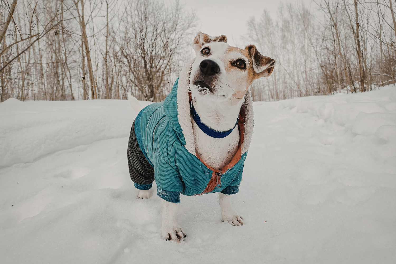 Routine invernale: come cambiano le abitudine del cane