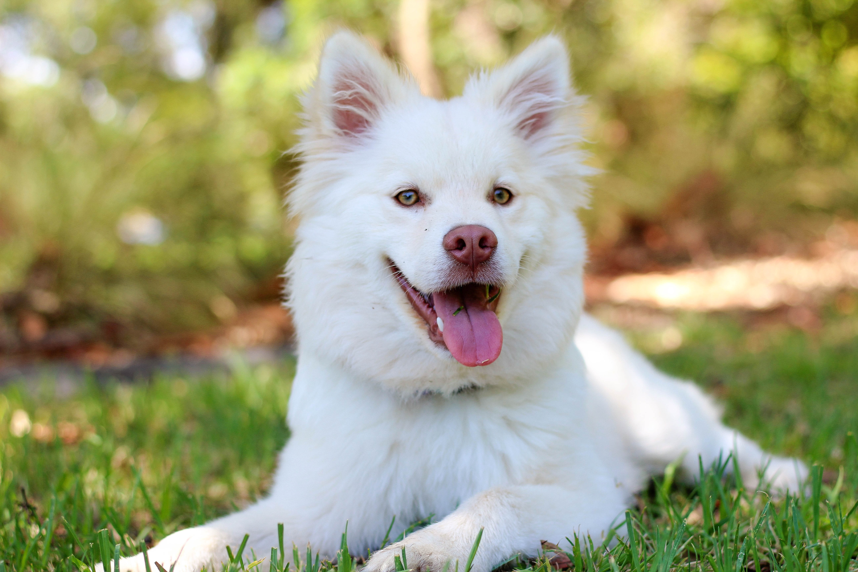 Shampoo Sbiancante per Cani: Perché Sceglierlo