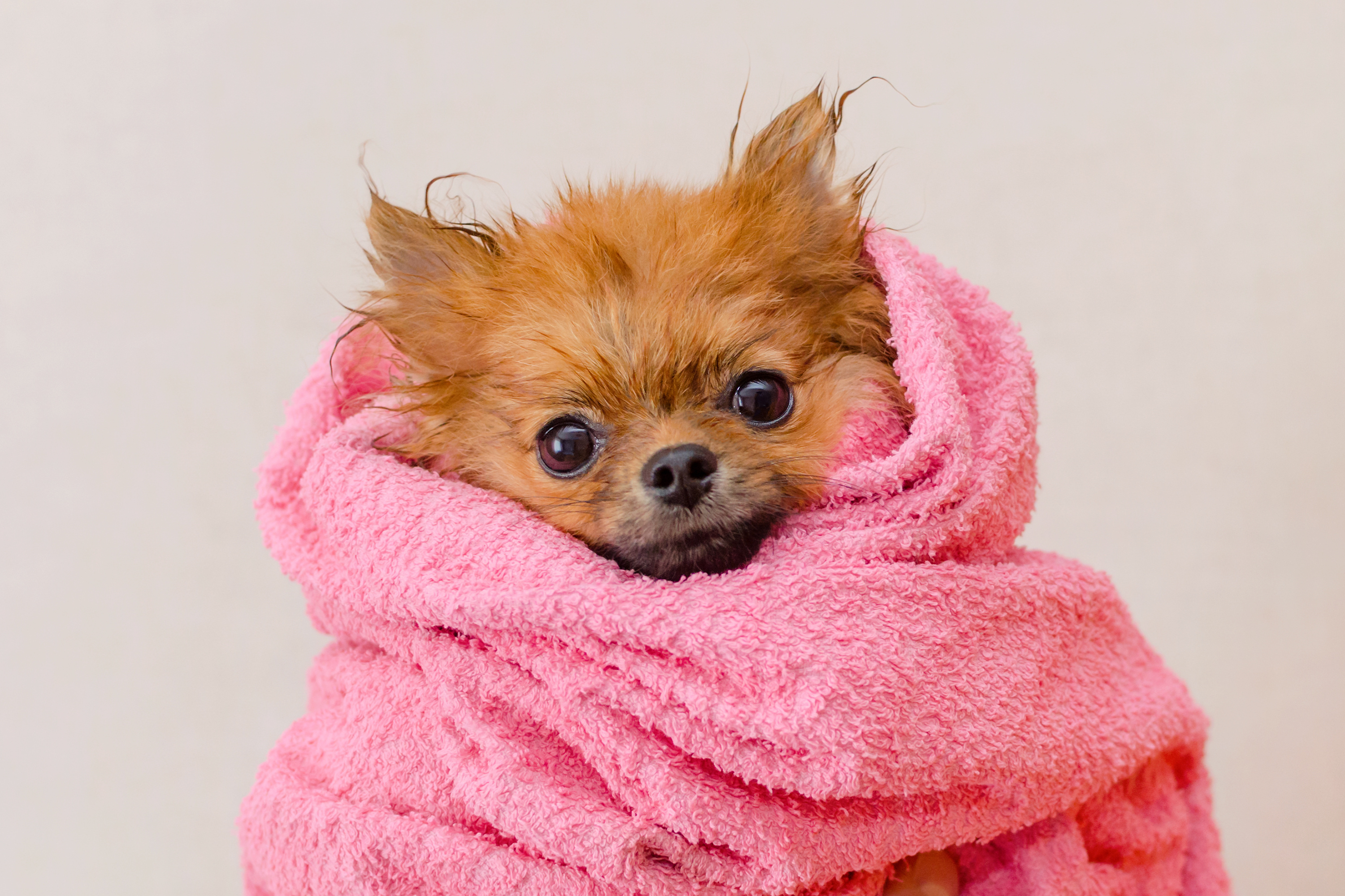 Shampoo Secco per Cani Cuccioli: La Soluzione Ideale per la Pulizia del Tuo Amico a Quattro Zampe