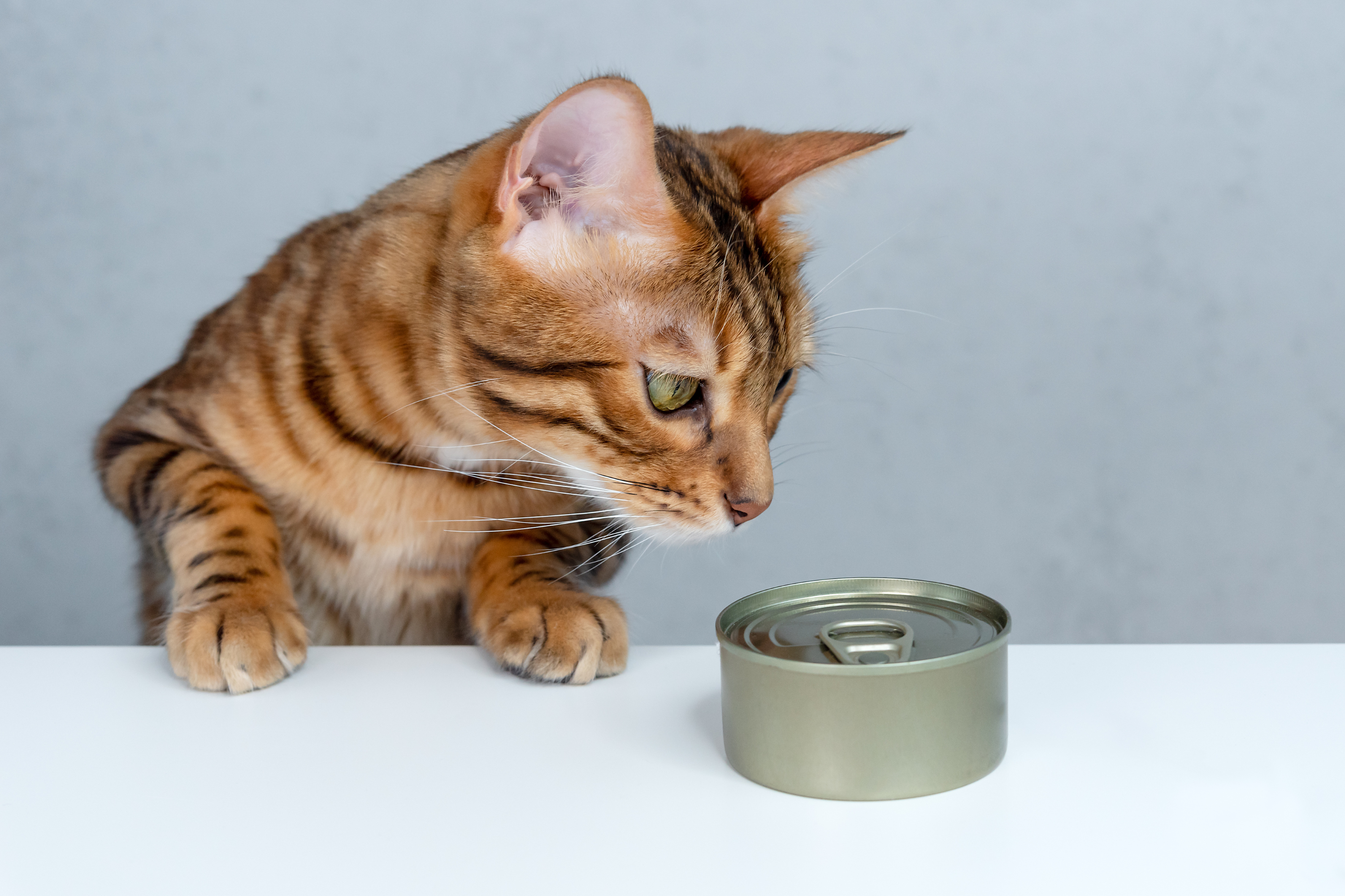 Si può dare il tonno in scatola ai gatti? La verità che ogni proprietario dovrebbe conoscere